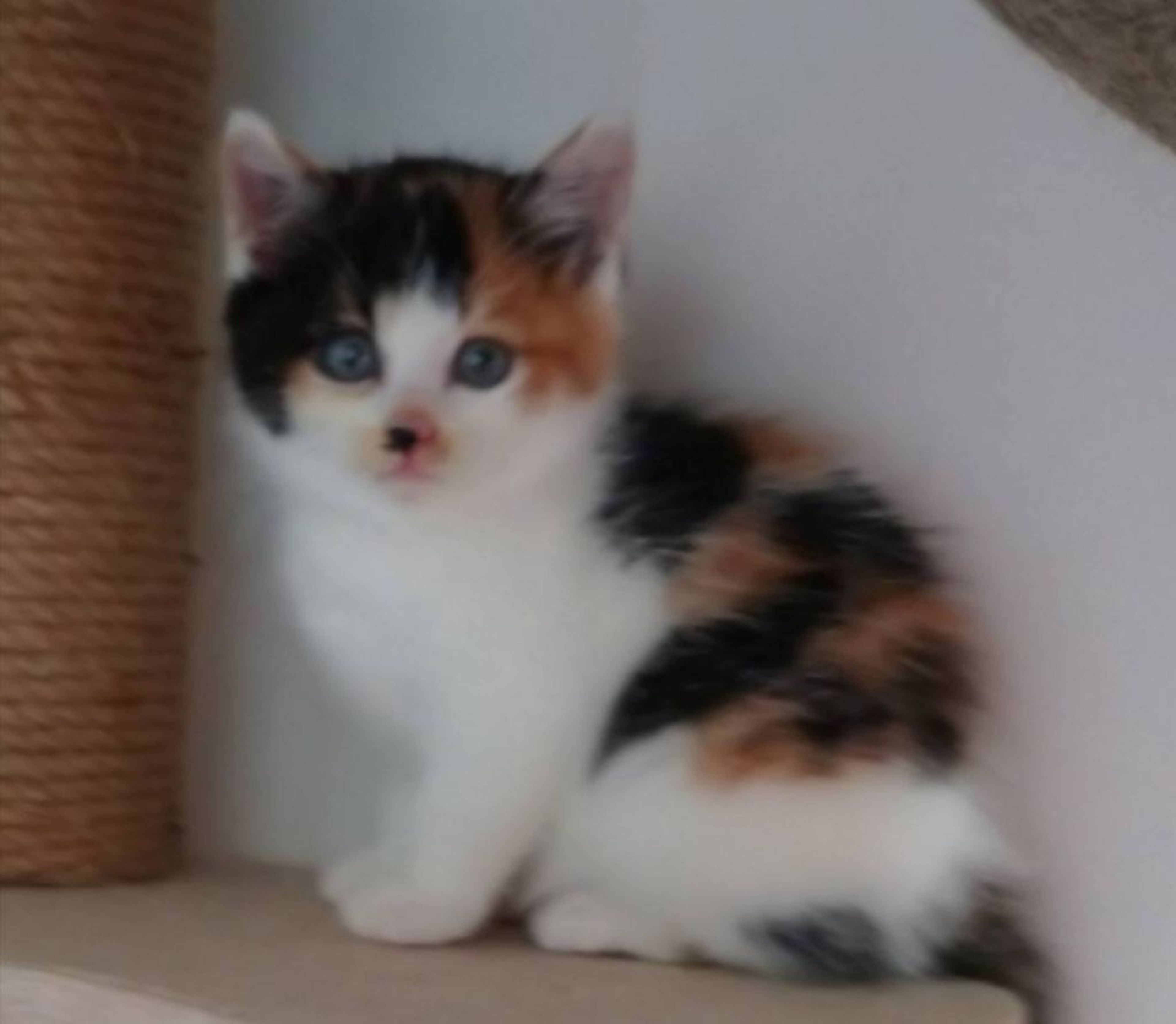 雑種（ミックス猫）・メスの里親募集の写真