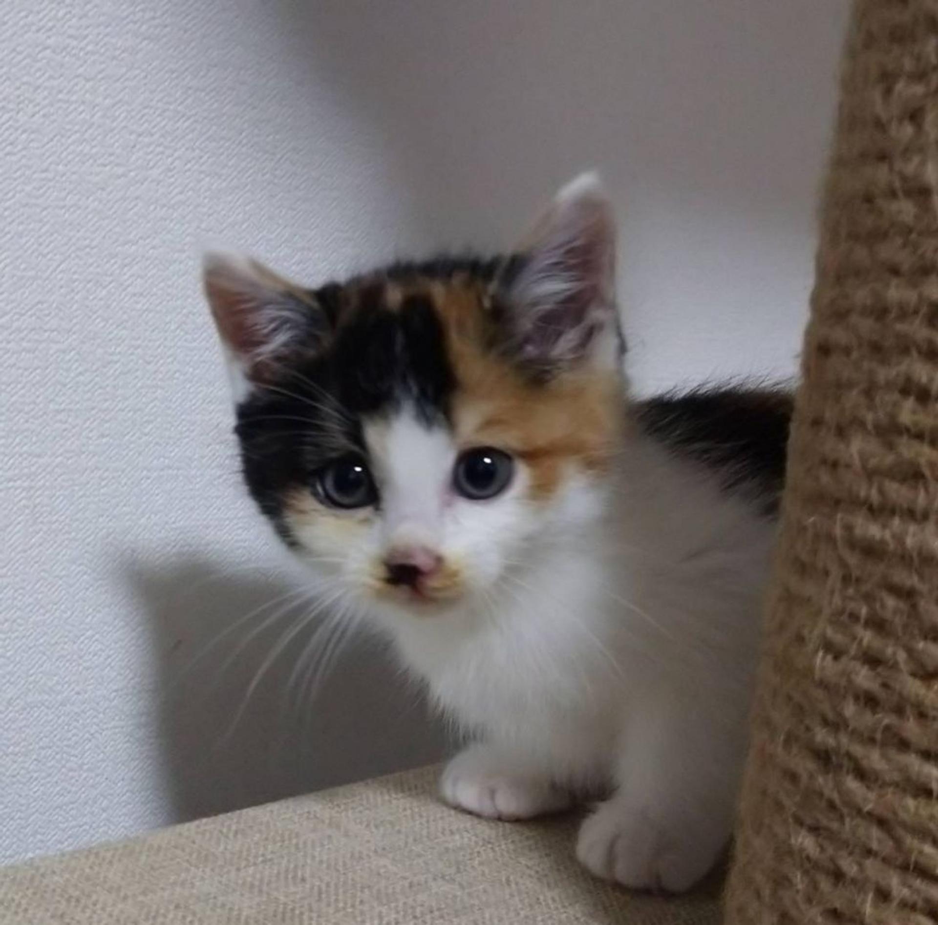 pet-image-3