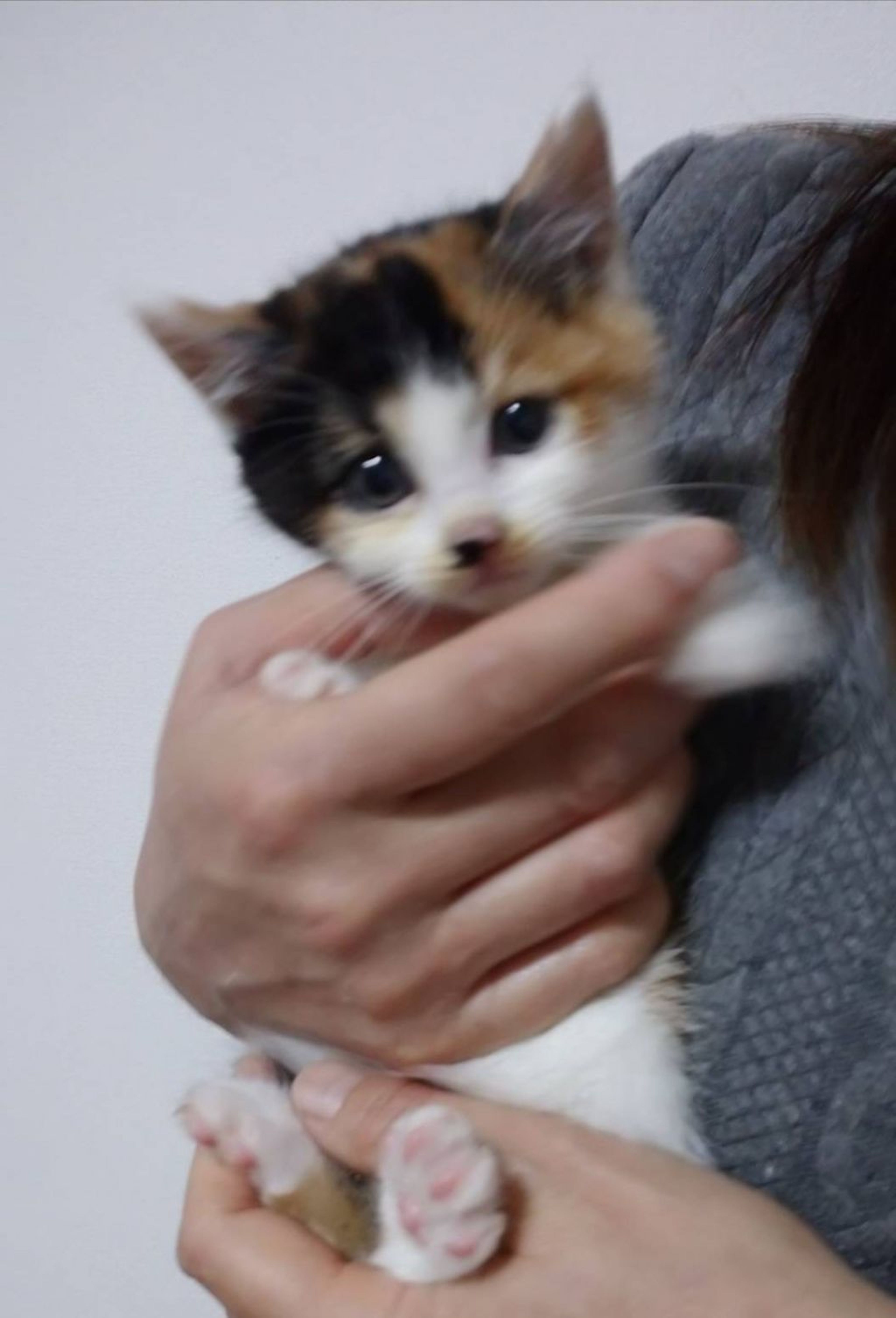 pet-image-5