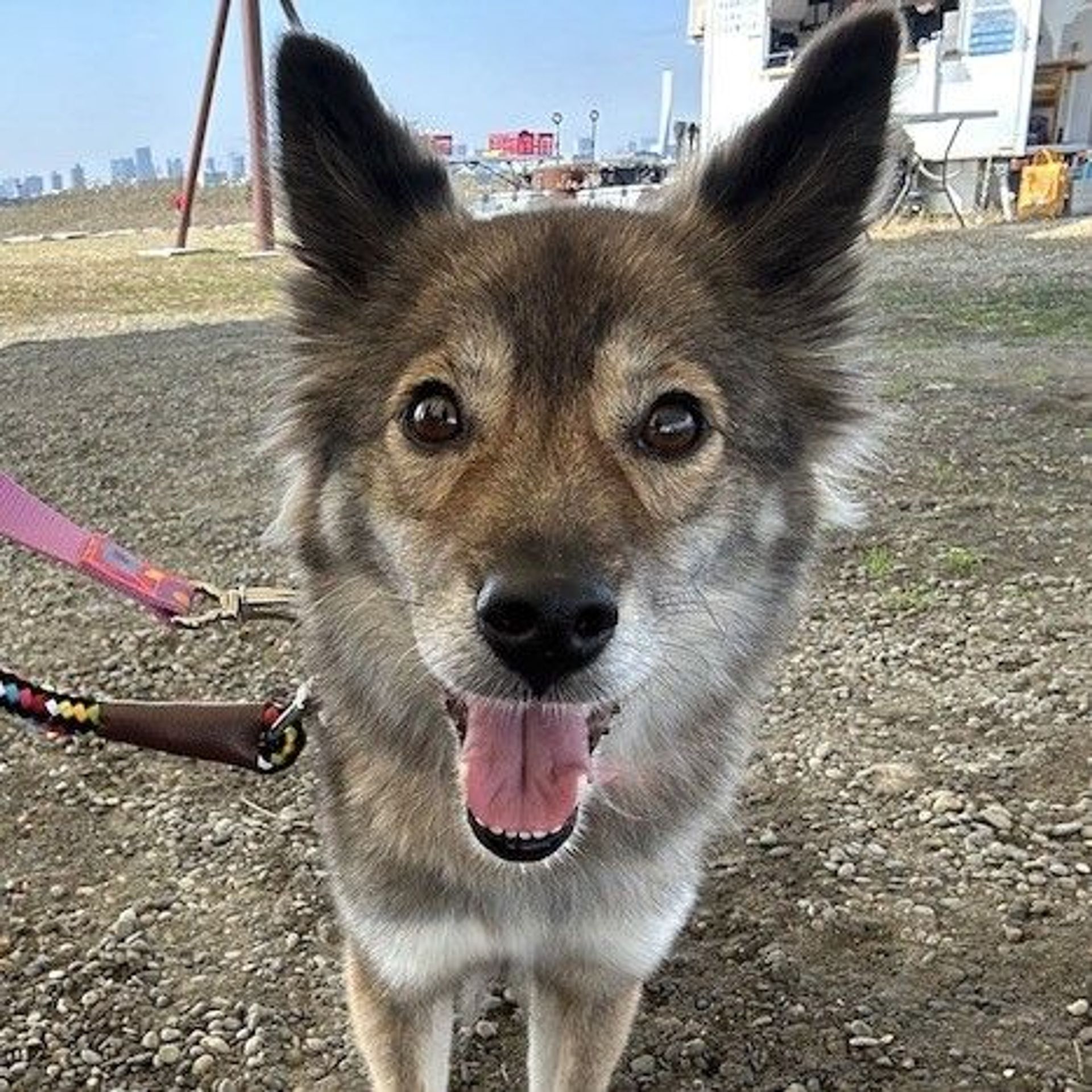 雑種（ミックス犬）・メスの里親募集の写真