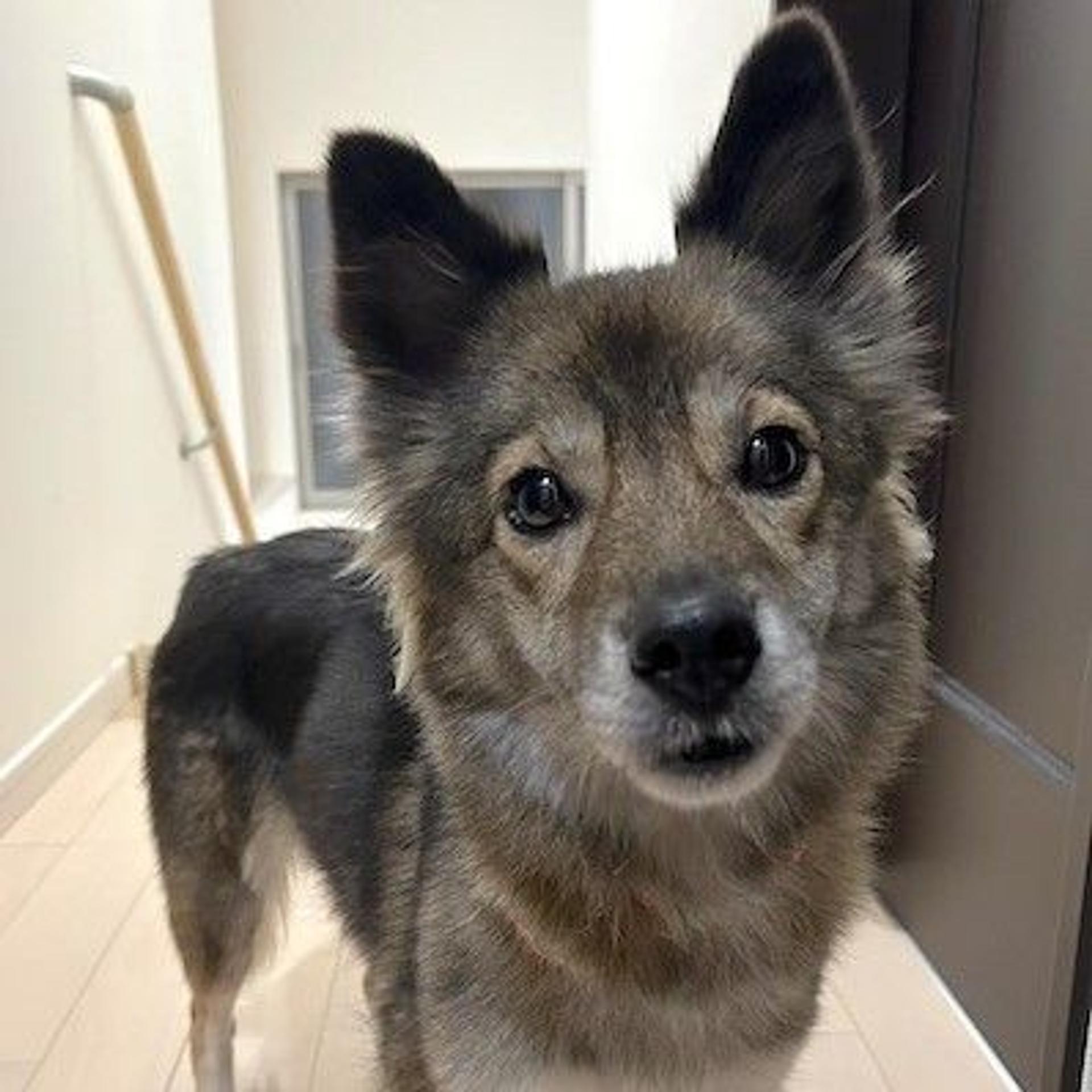 pet-image-3