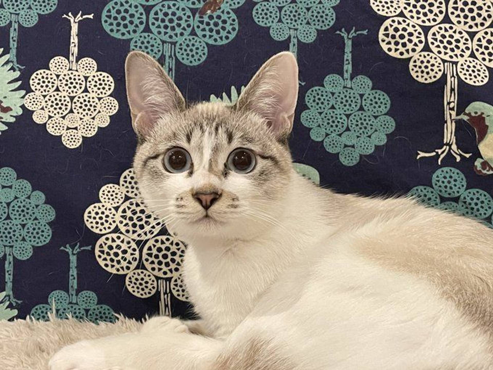 雑種（ミックス猫）・メスの里親募集の写真