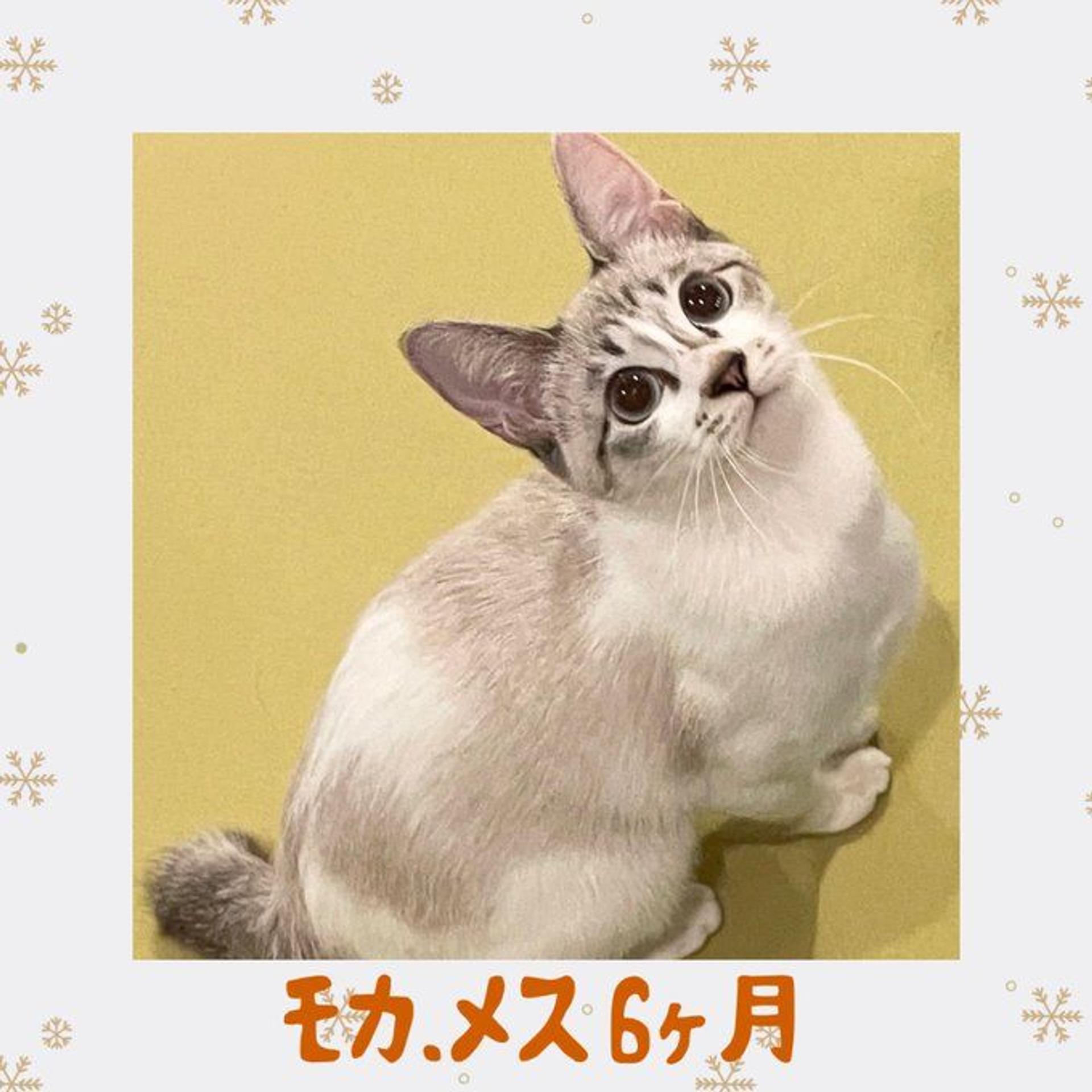 pet-image-3