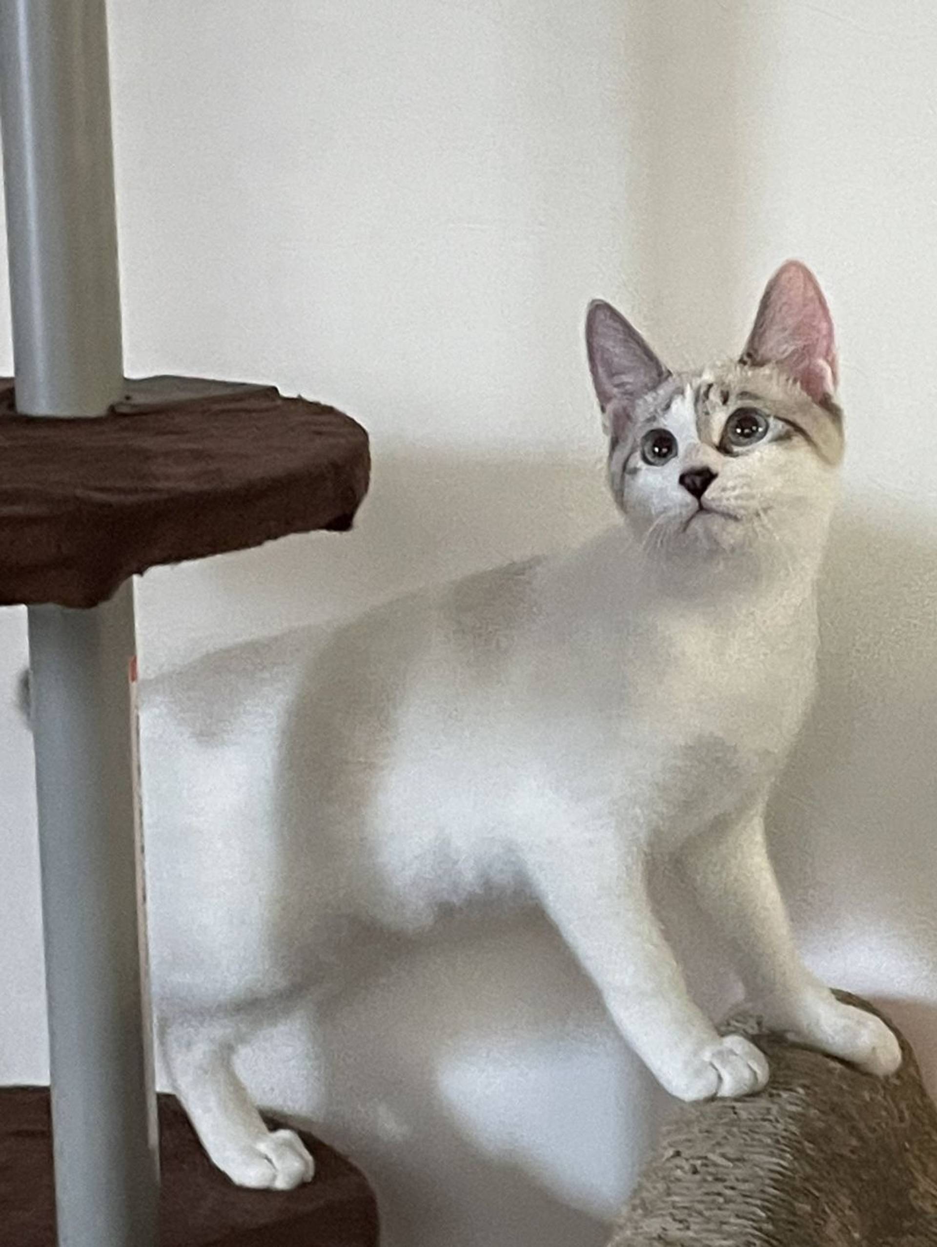雑種（ミックス猫）・メスの里親募集の写真