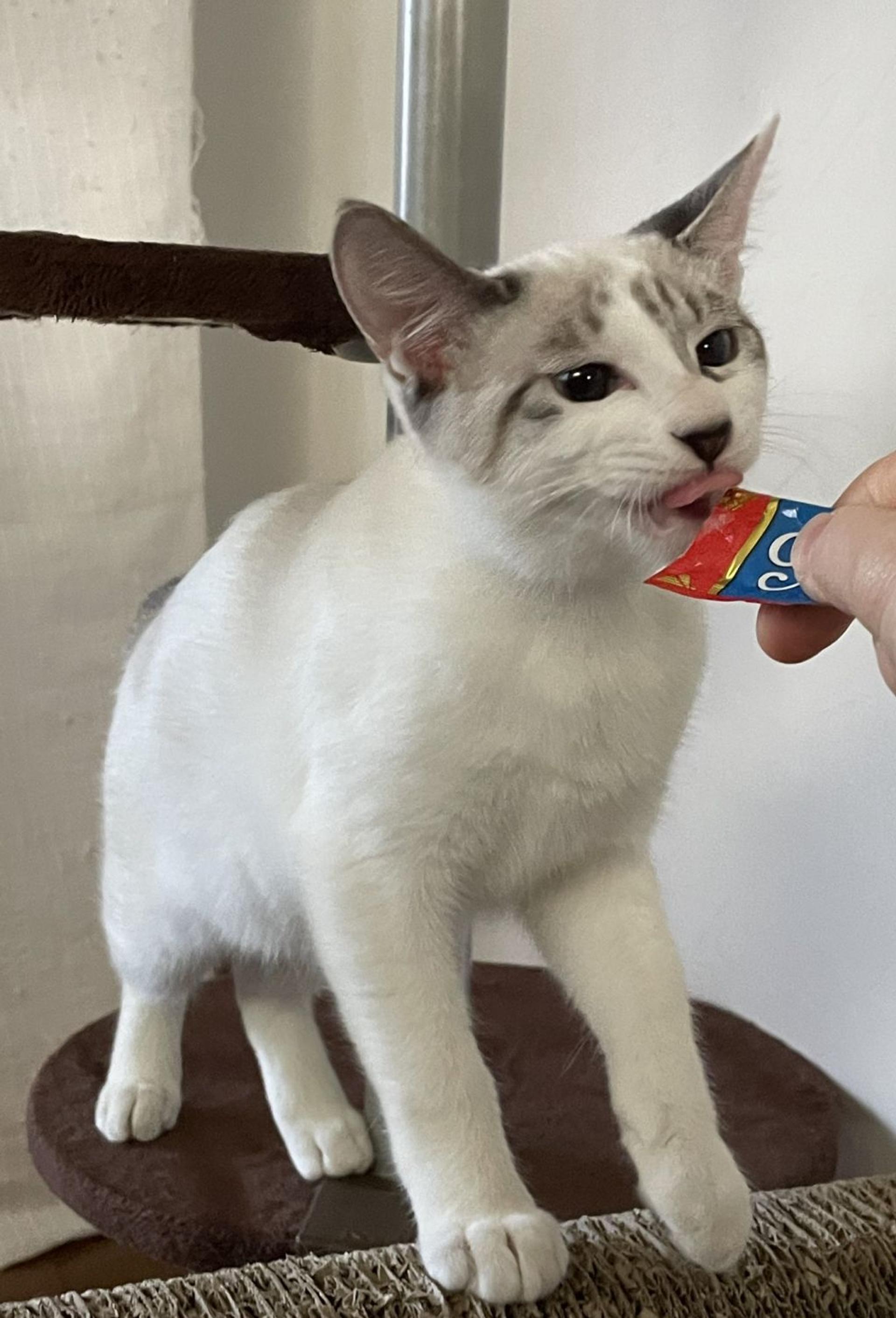 pet-image-2