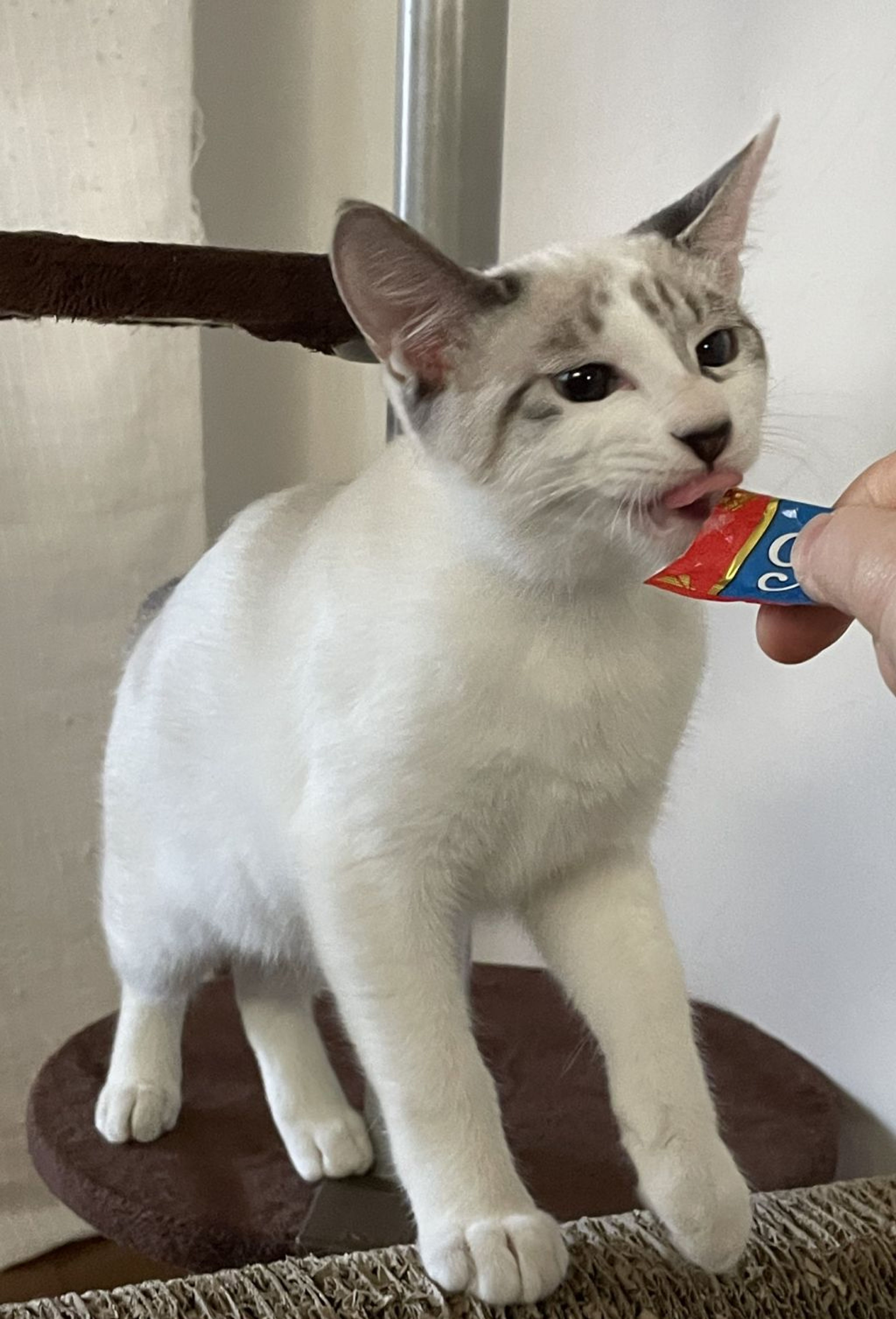 pet-image-2