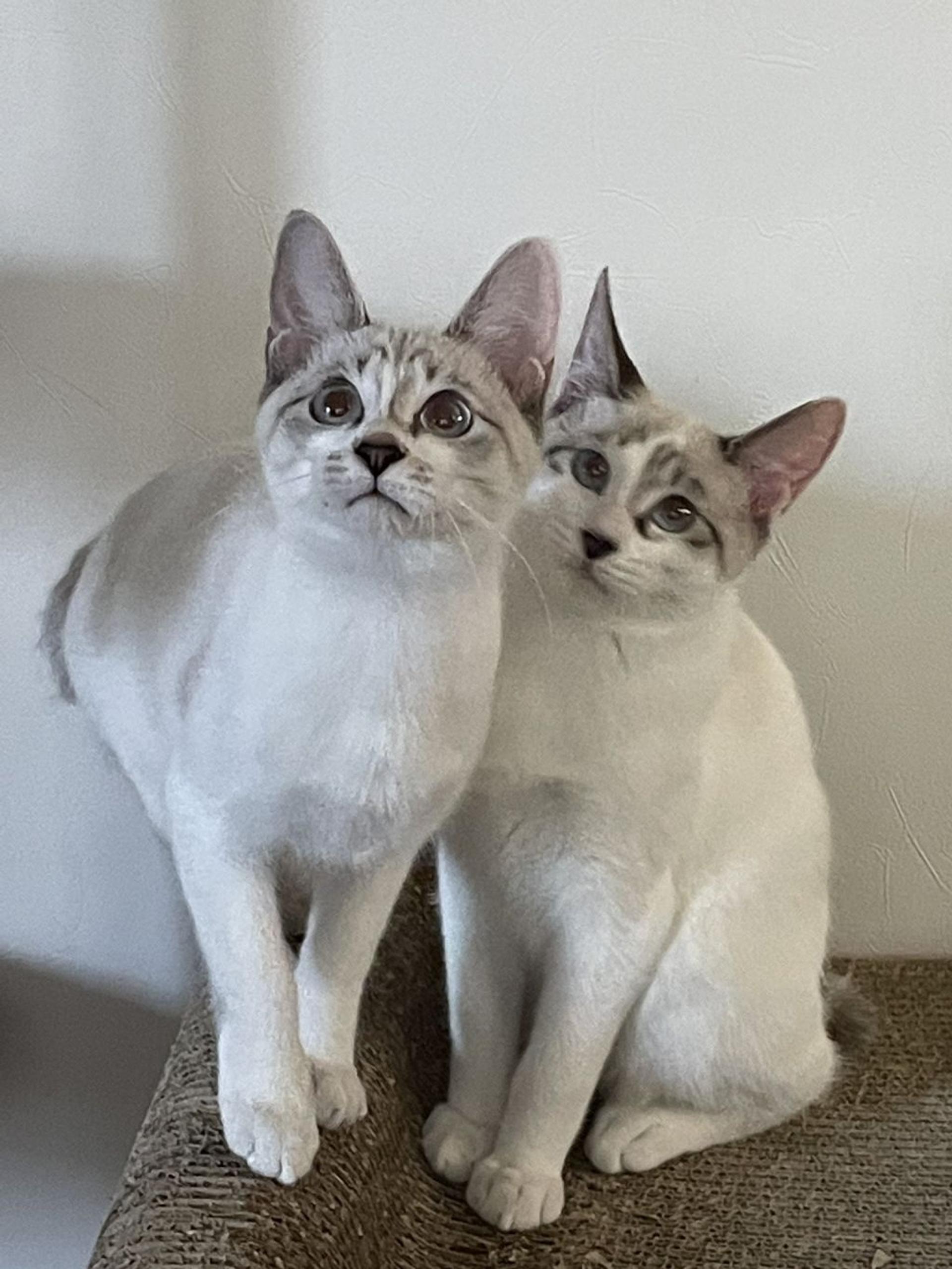 pet-image-4