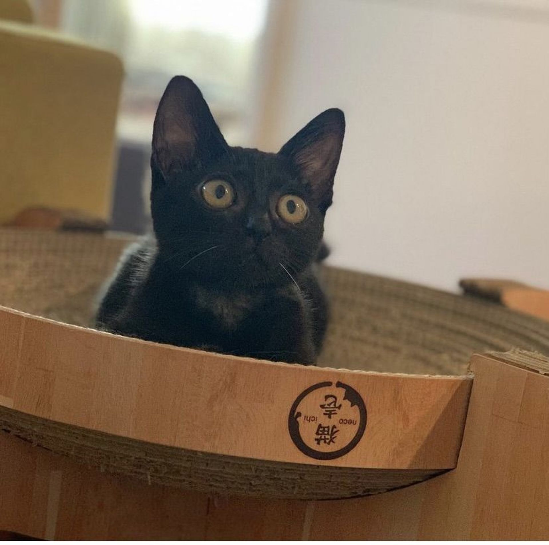 雑種（ミックス猫）・オスの里親募集の写真