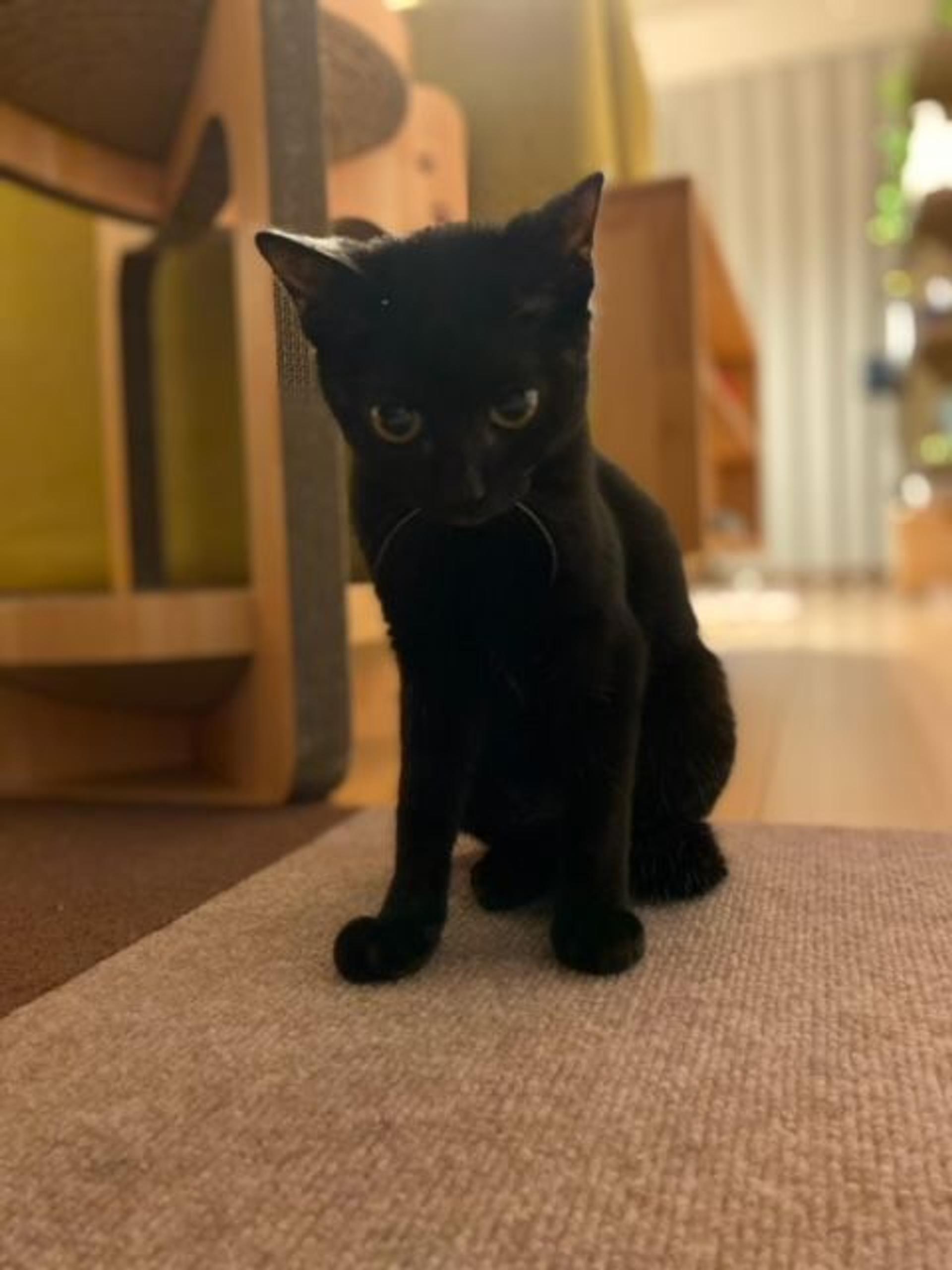 pet-image-3
