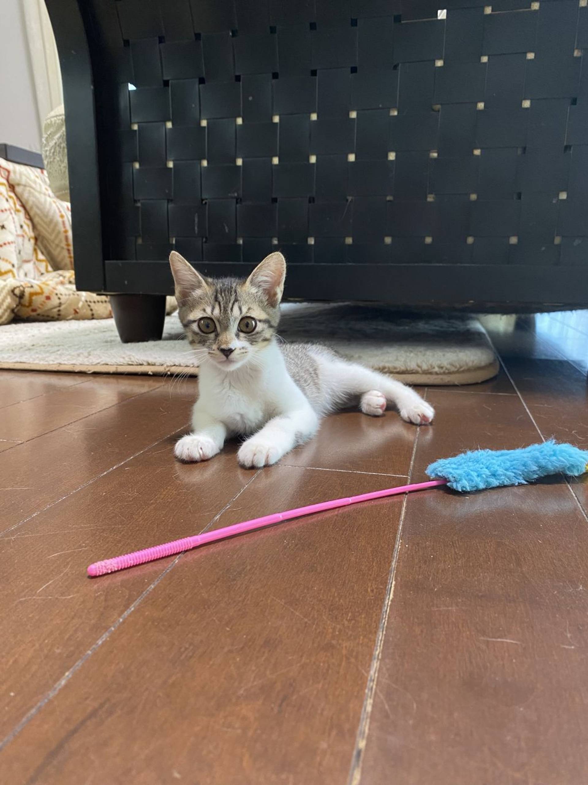 雑種（ミックス猫）・メスの里親募集の写真