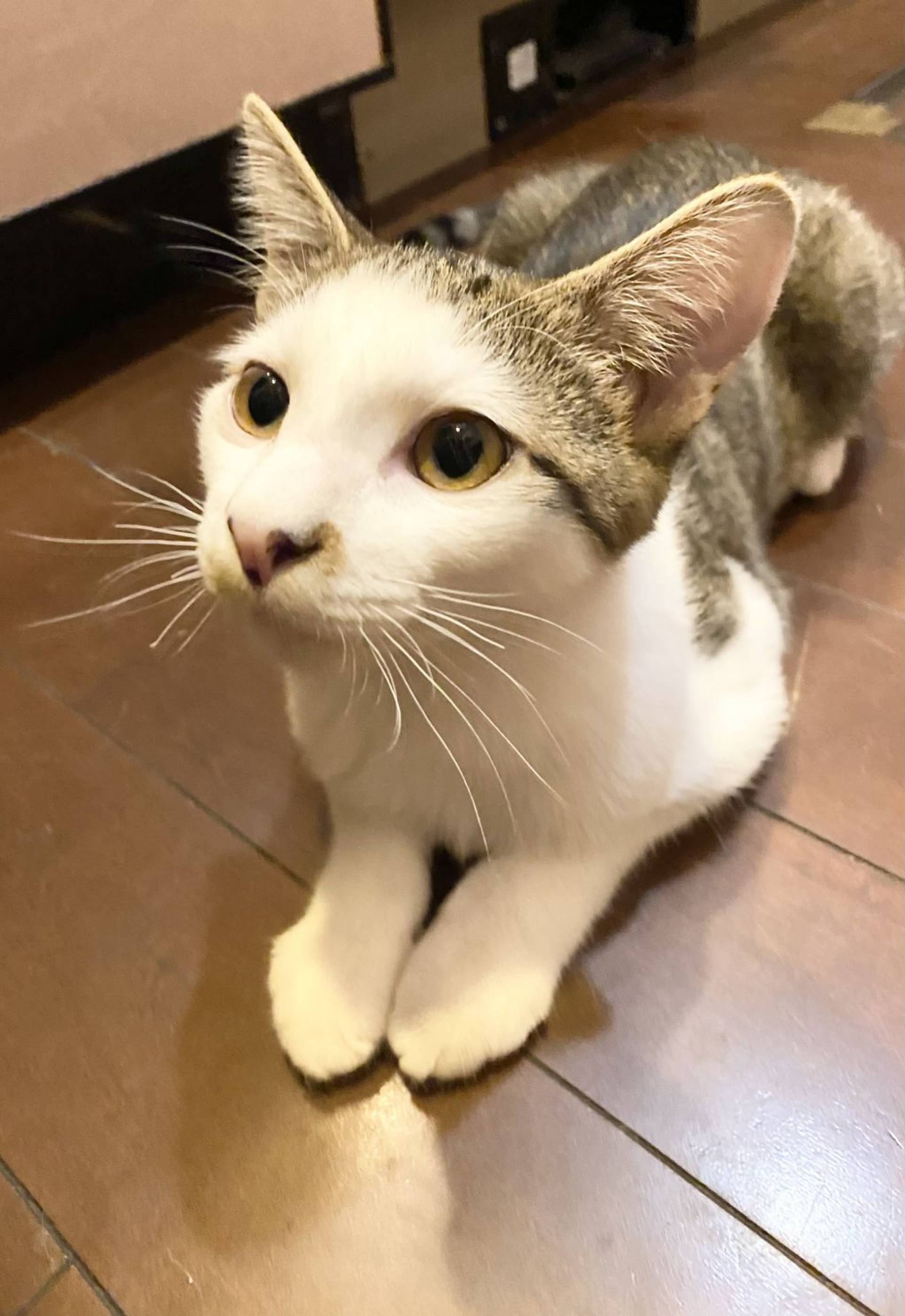 雑種（ミックス猫）・オスの里親募集の写真