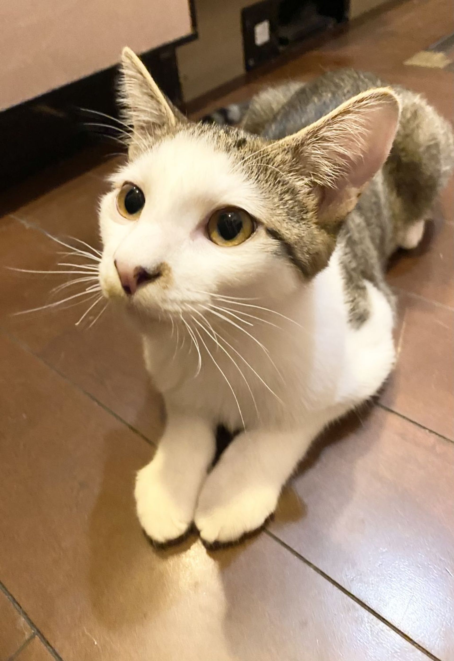 雑種（ミックス猫）・オスの里親募集の写真