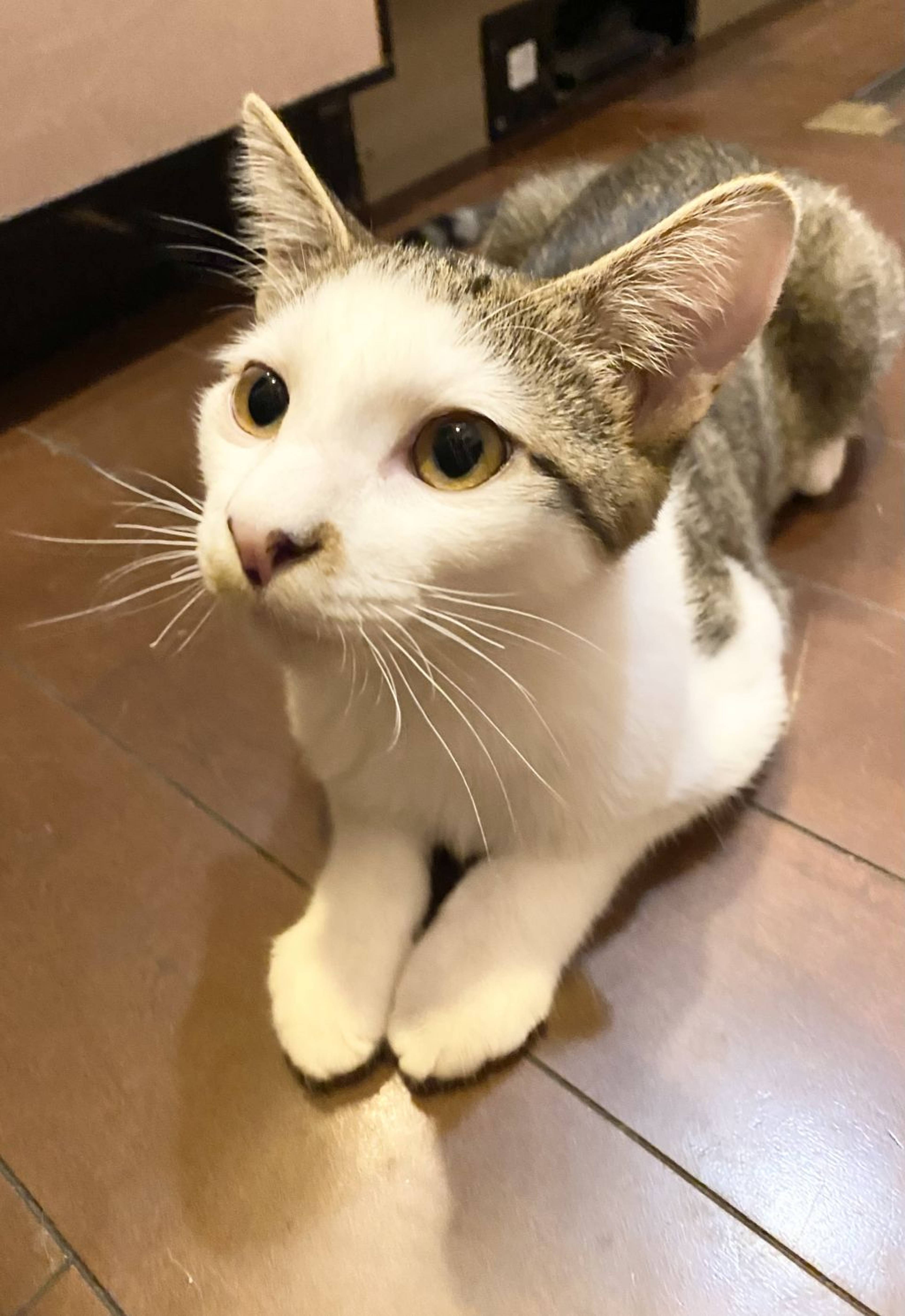 雑種（ミックス猫）・オスの里親募集の写真