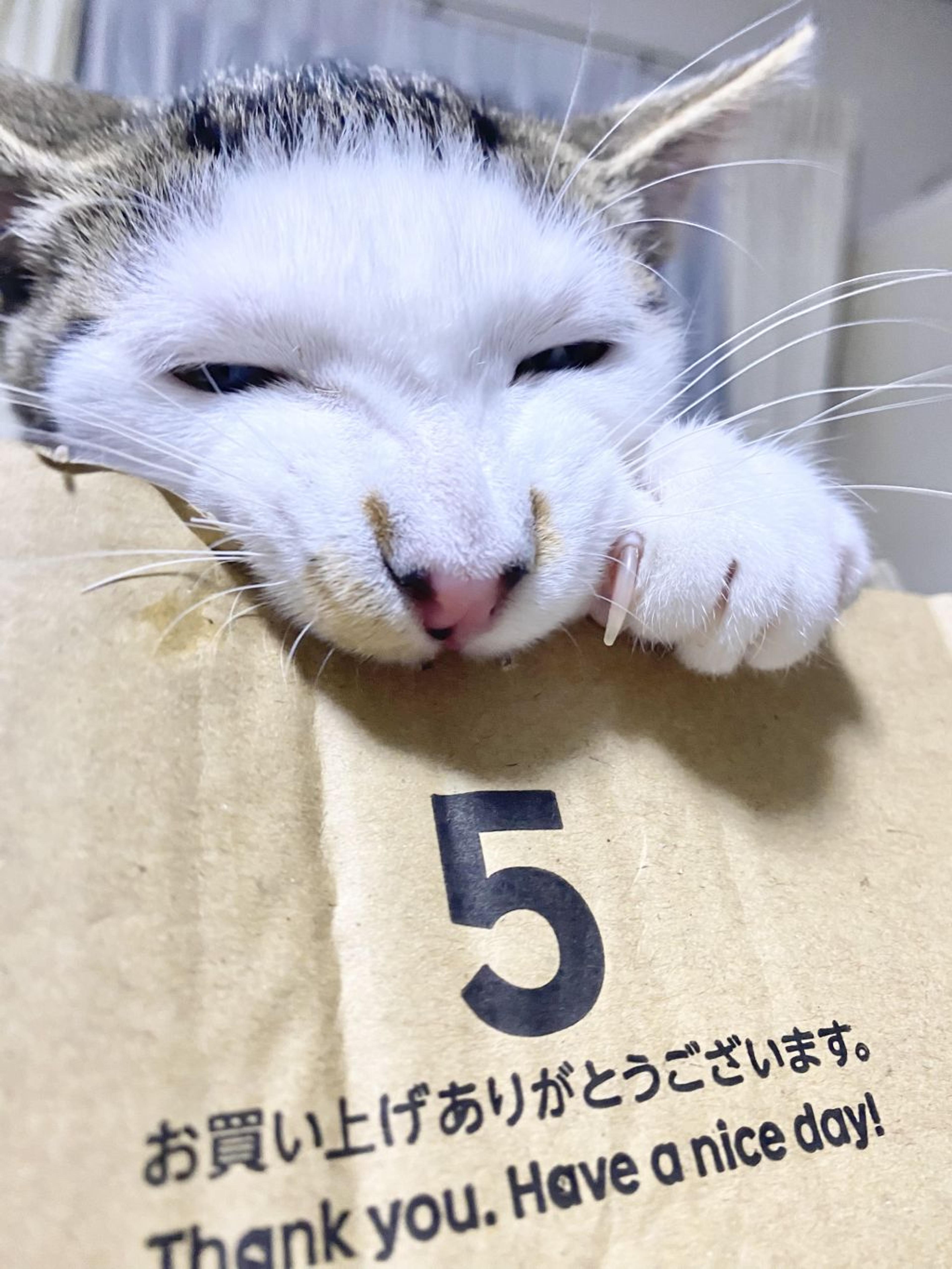 pet-image-2