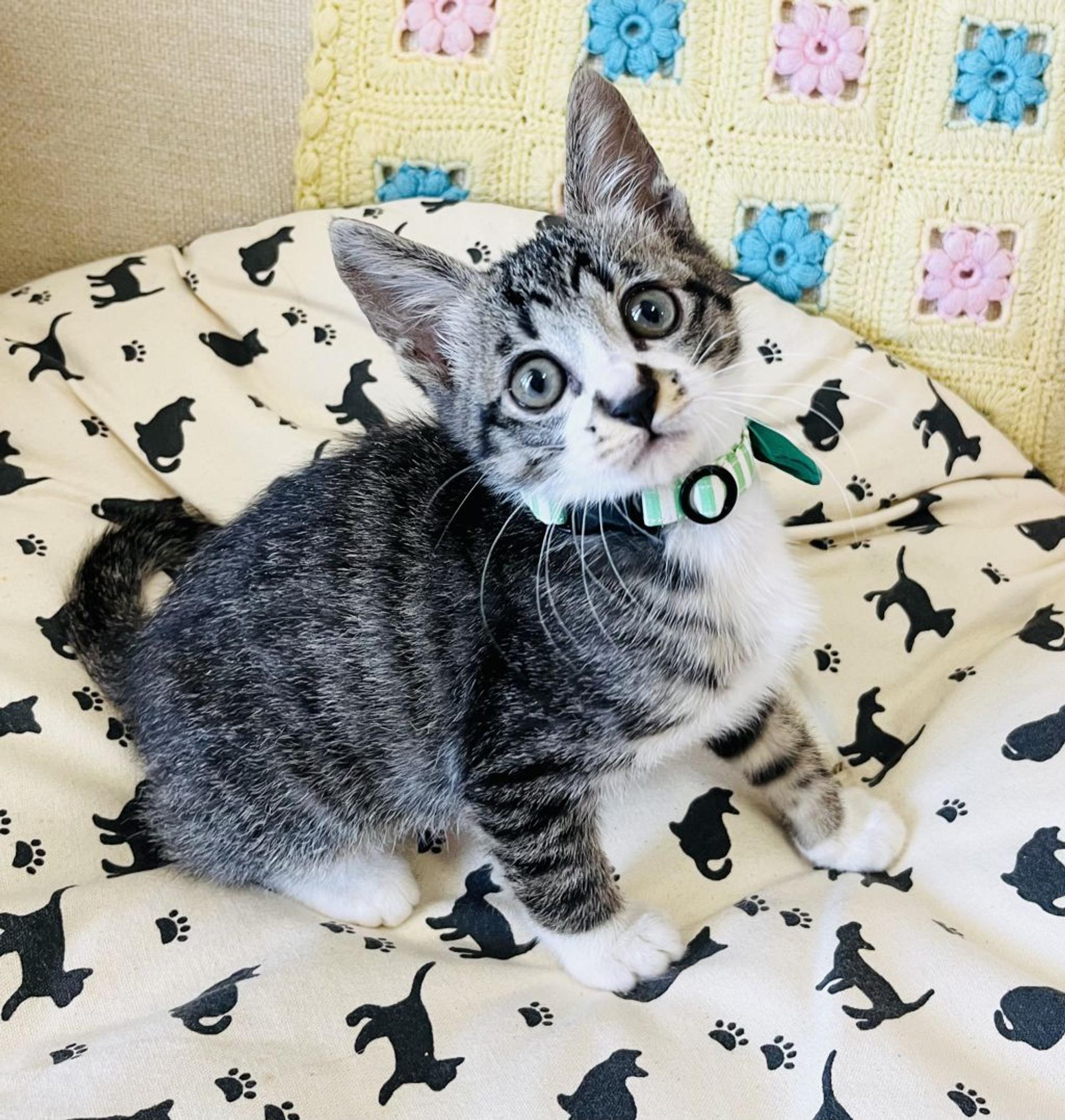 pet-image-8