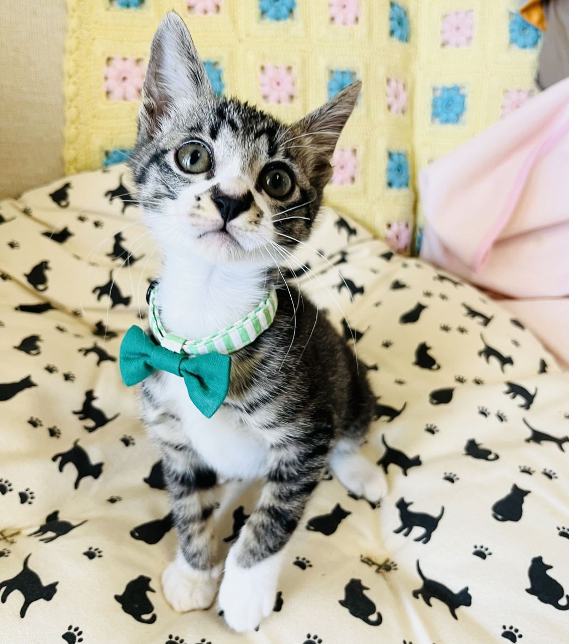 雑種（ミックス猫）・オスの里親募集の写真