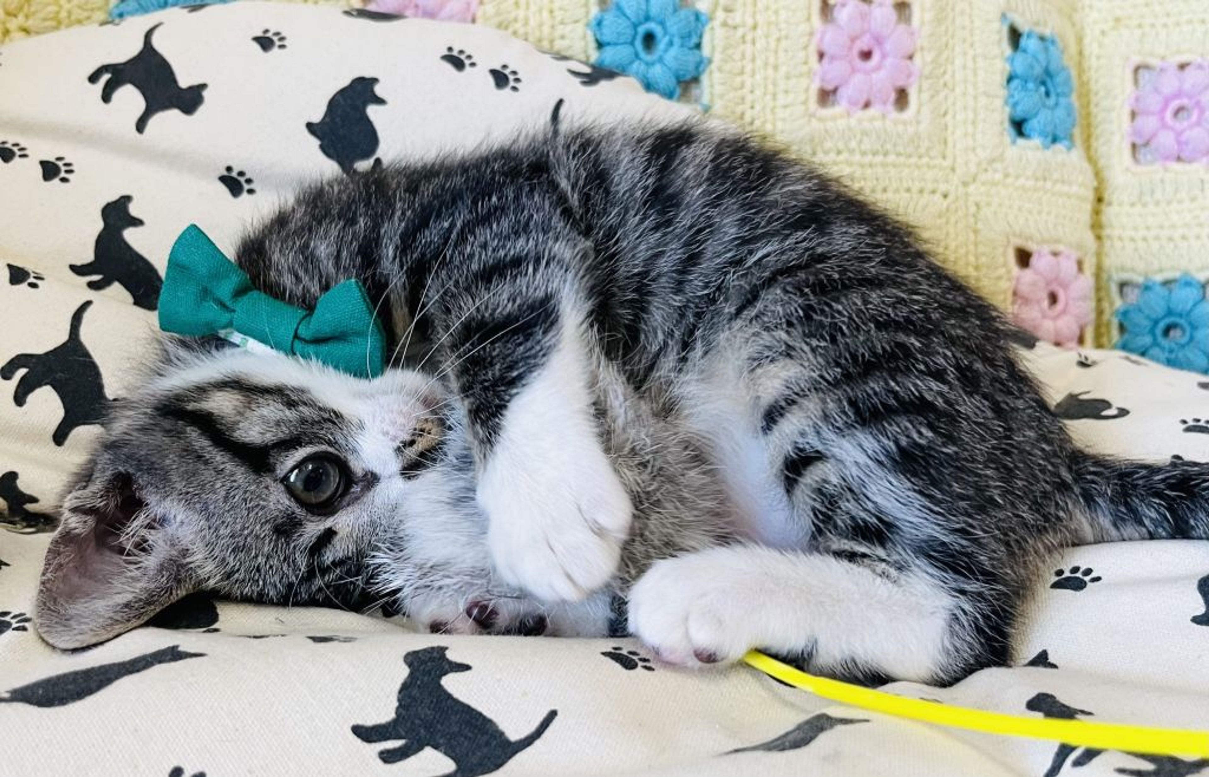 pet-image-4