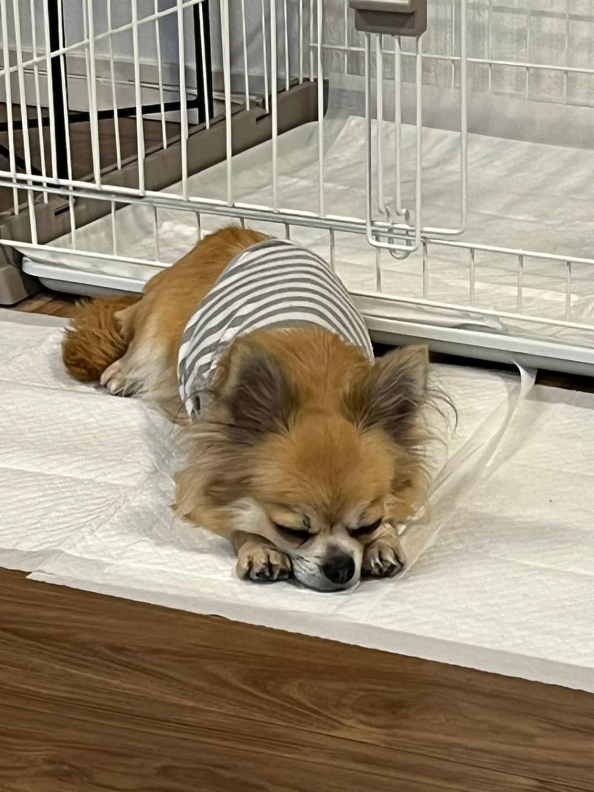 pet-image-3