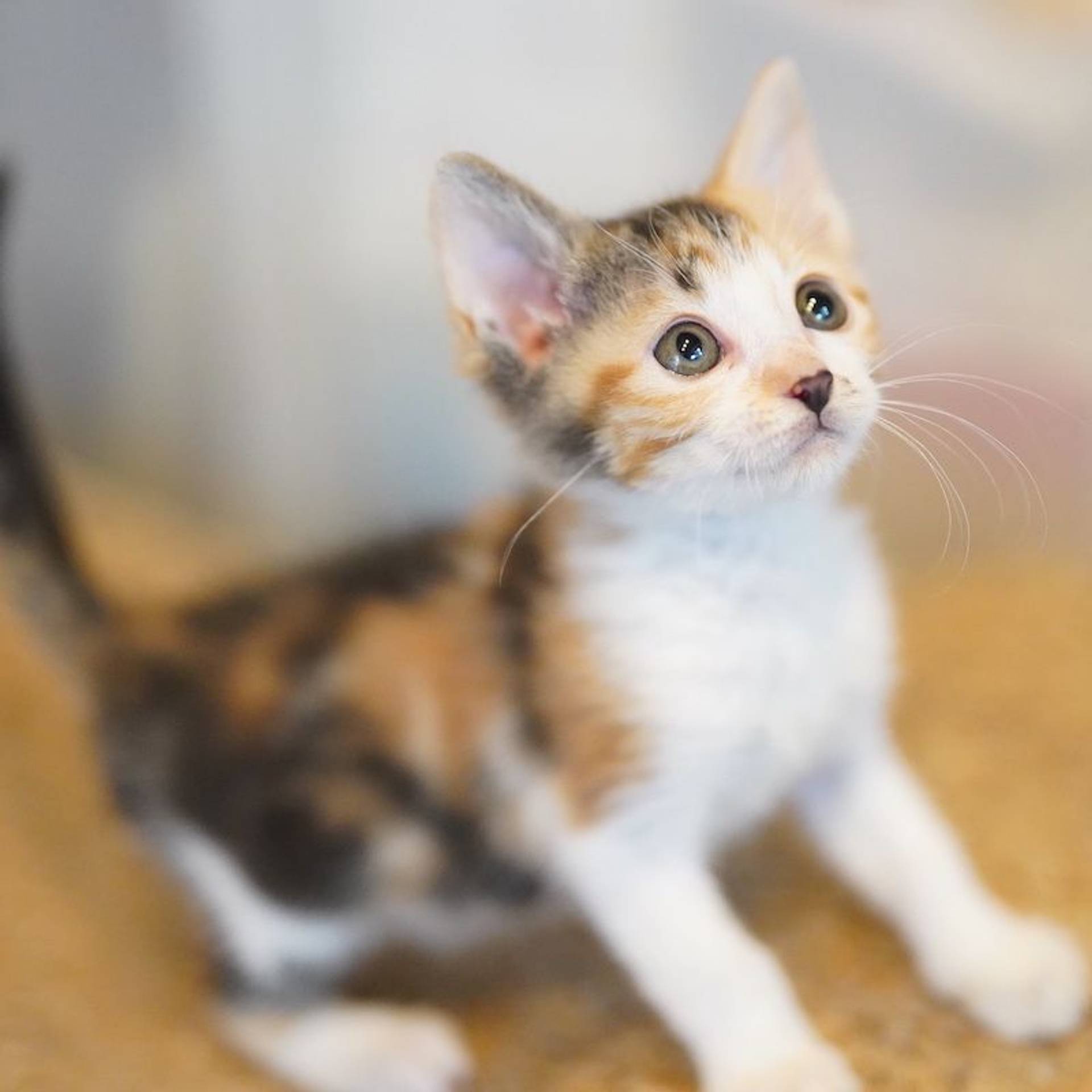 雑種（ミックス猫）・メスの里親募集の写真