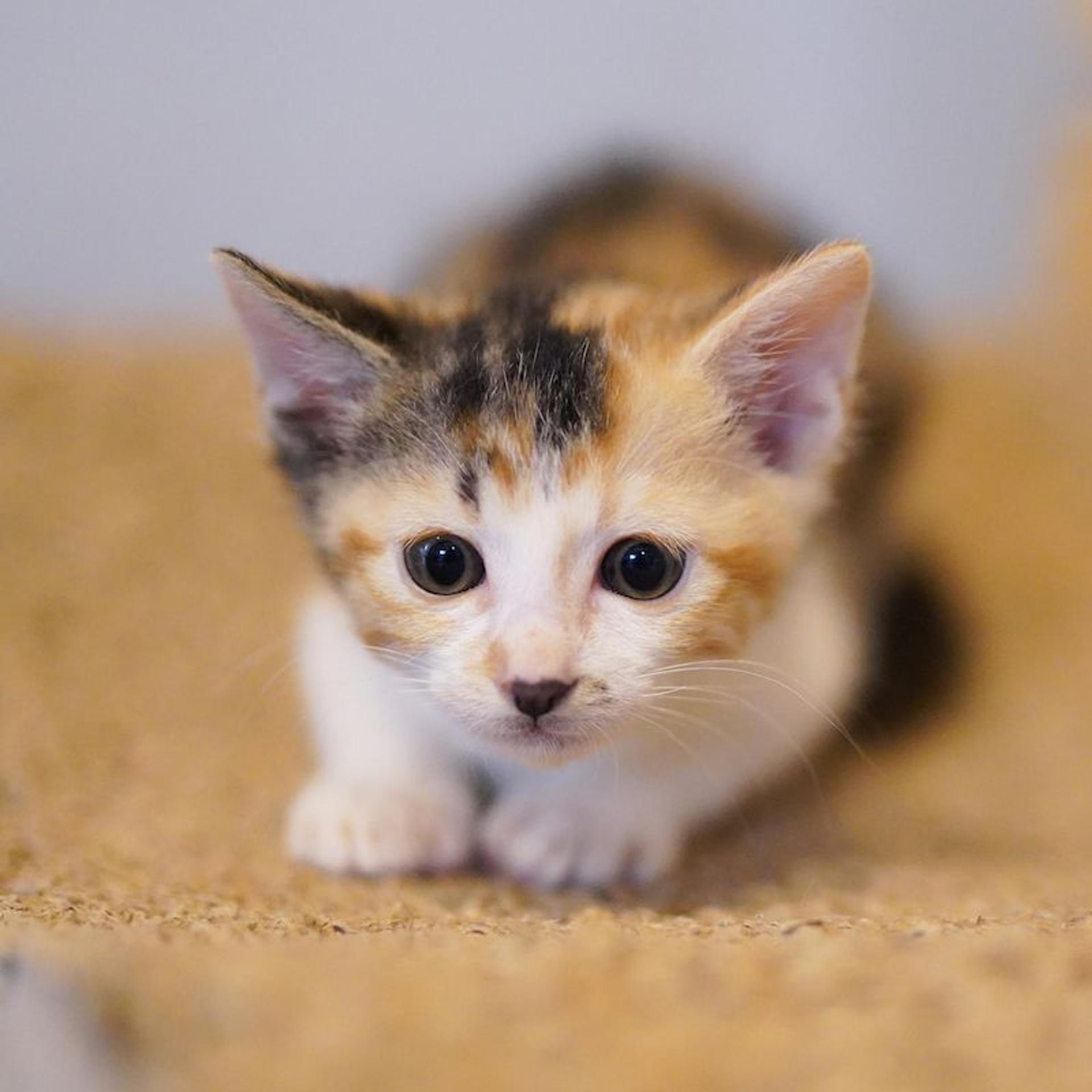 pet-image-6