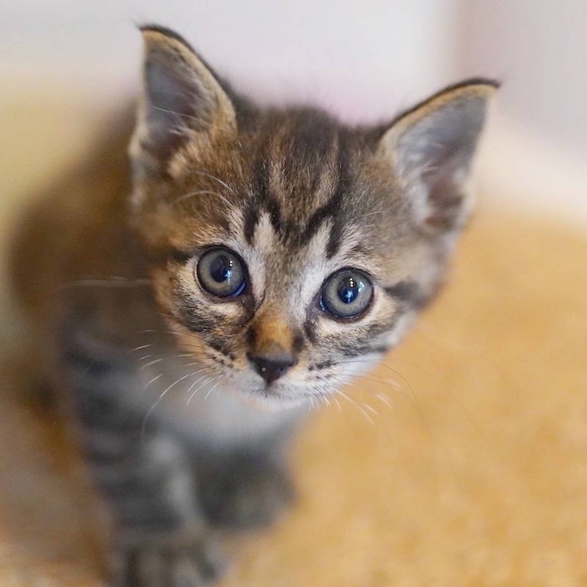 雑種（ミックス猫）・オスの里親募集の写真