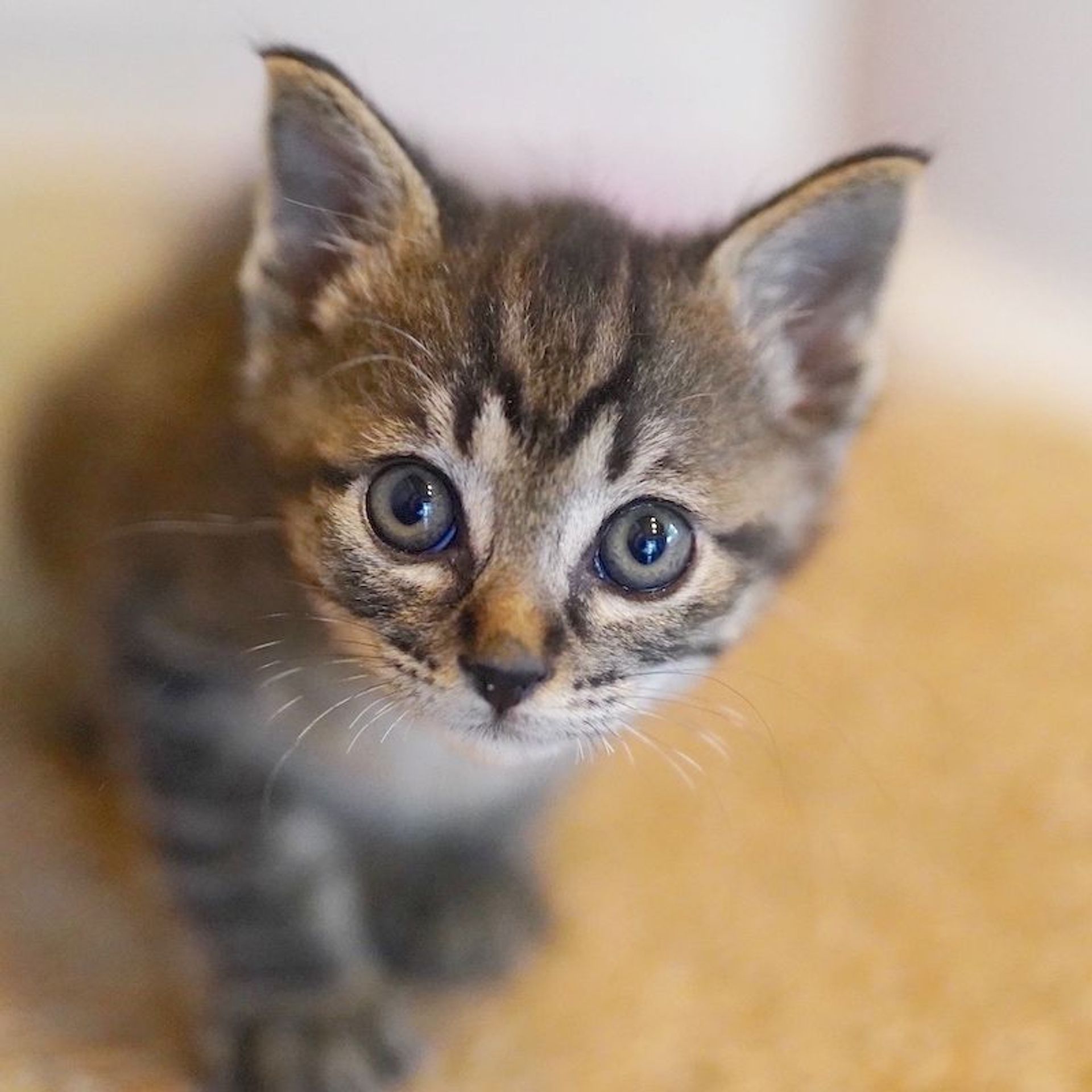 雑種（ミックス猫）・オスの里親募集の写真