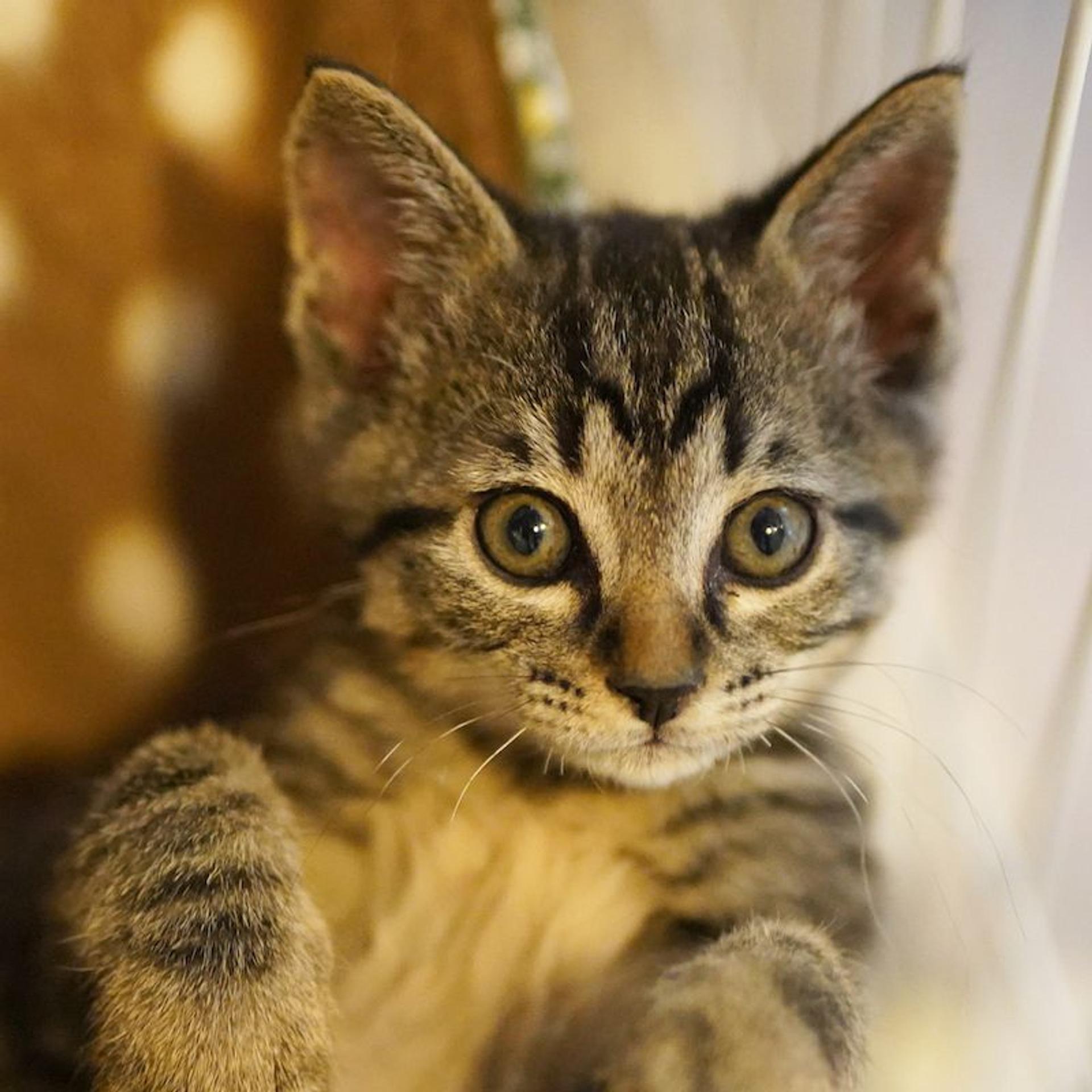 pet-image-6
