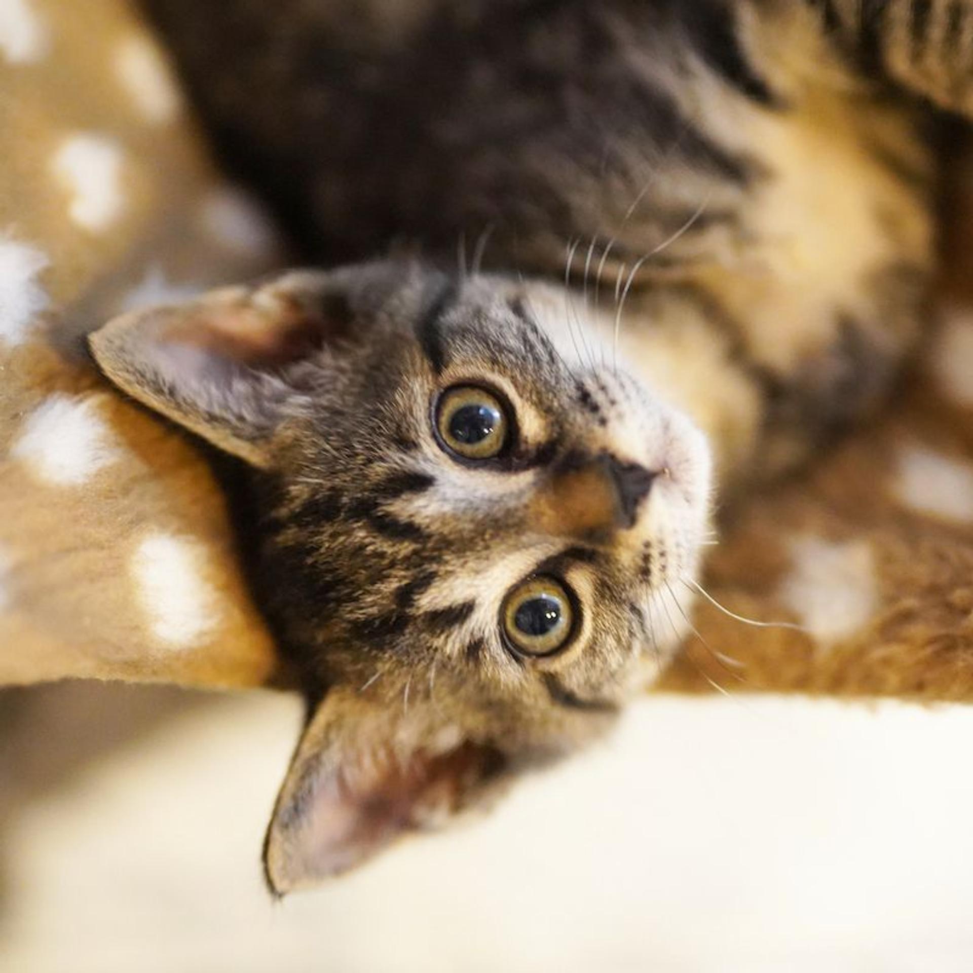 pet-image-7