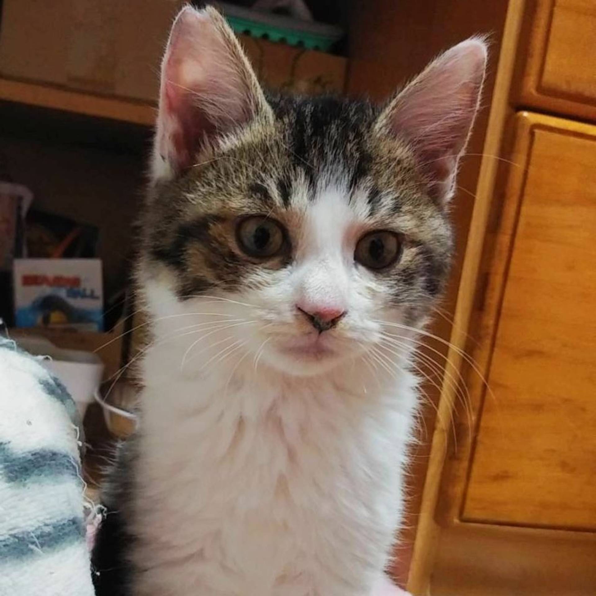 雑種（ミックス猫）・オスの里親募集の写真