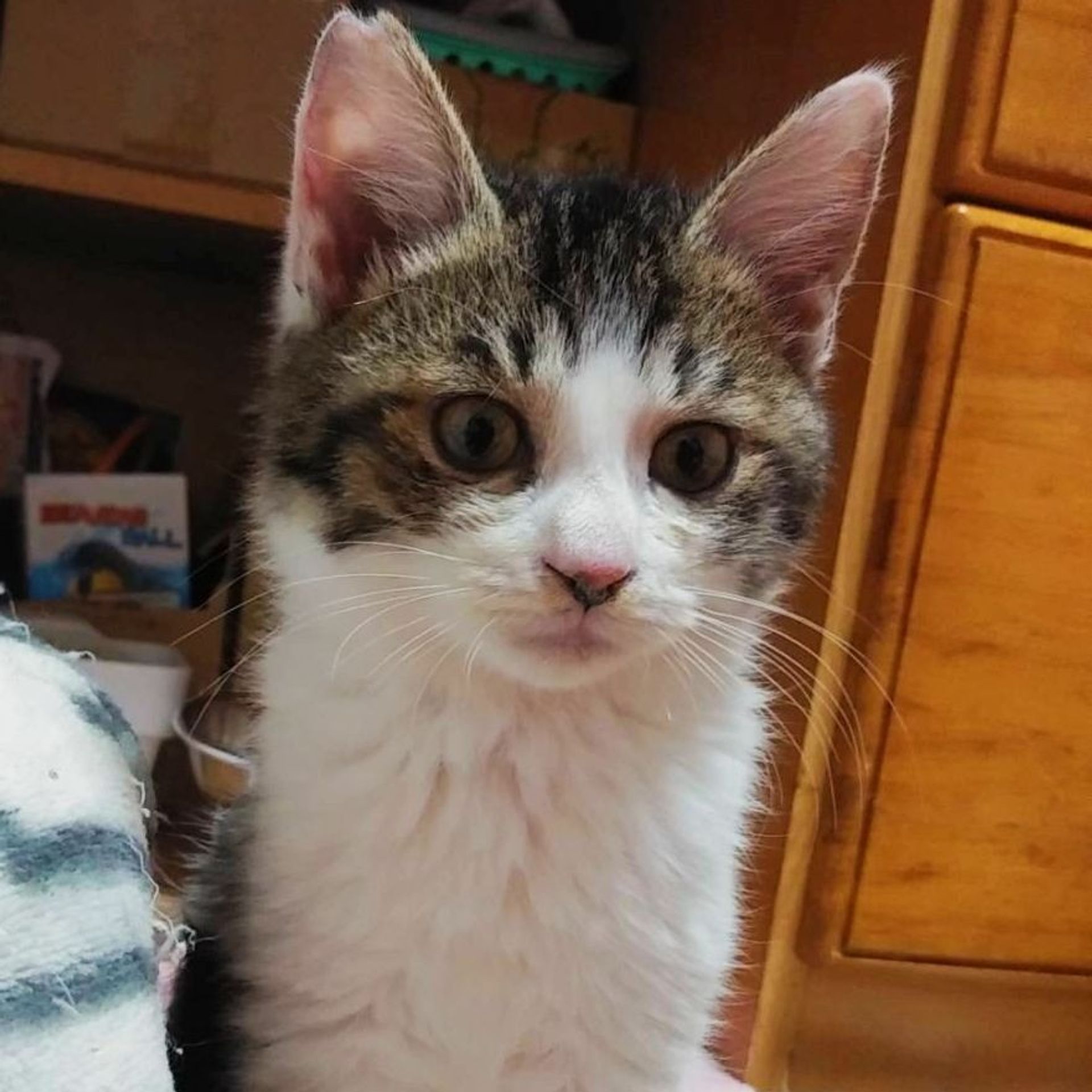 雑種（ミックス猫）・オスの里親募集の写真