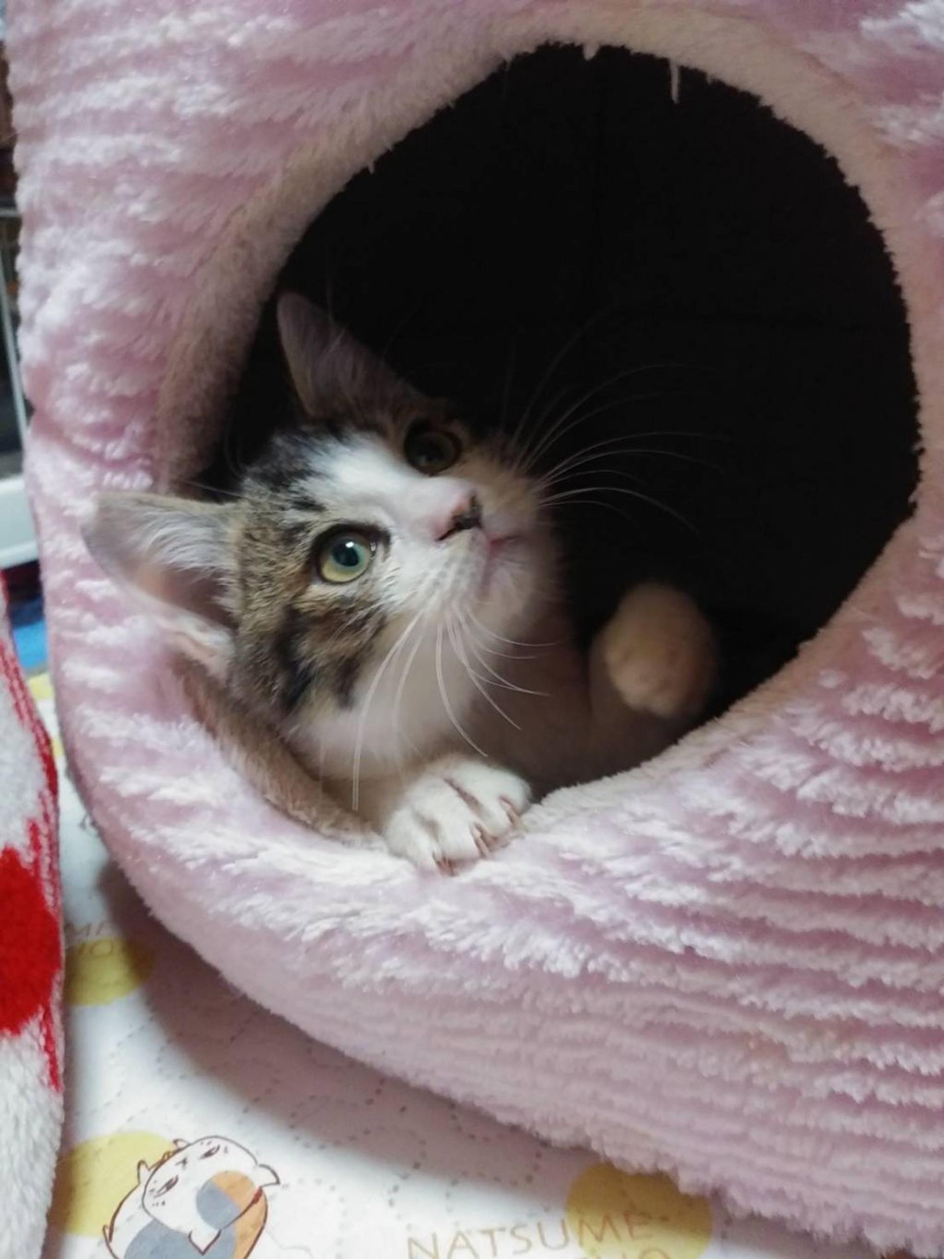 pet-image-2