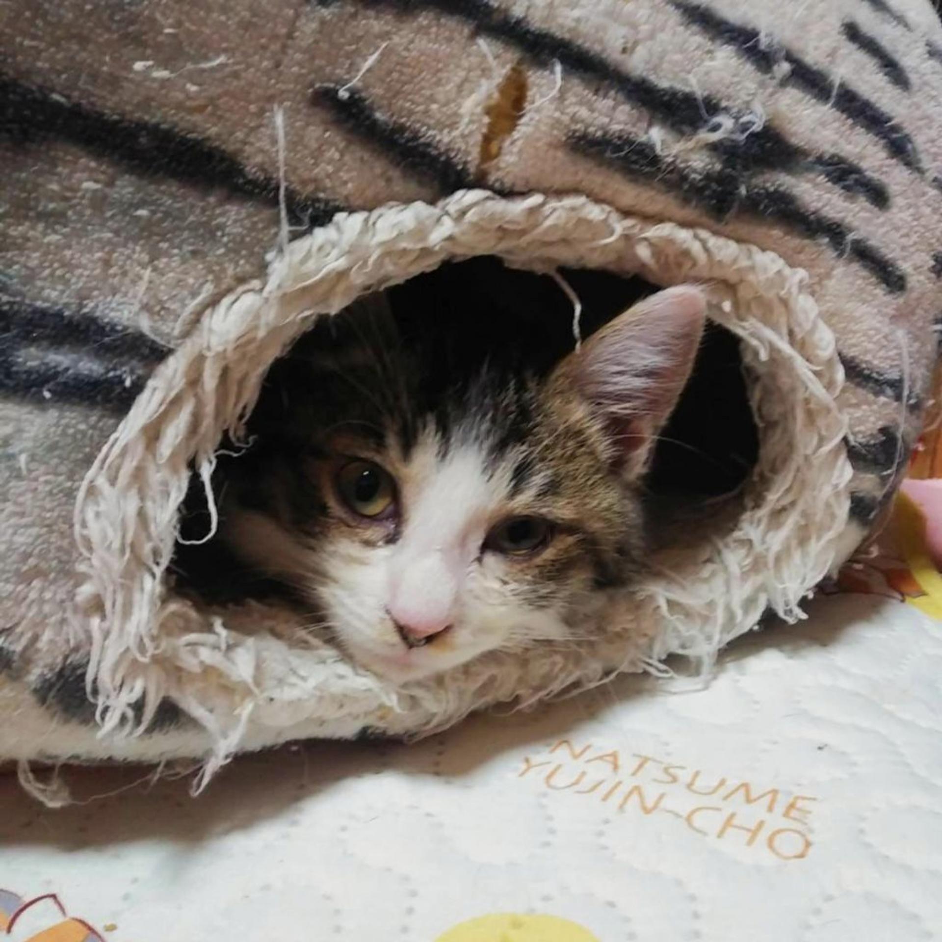 pet-image-3