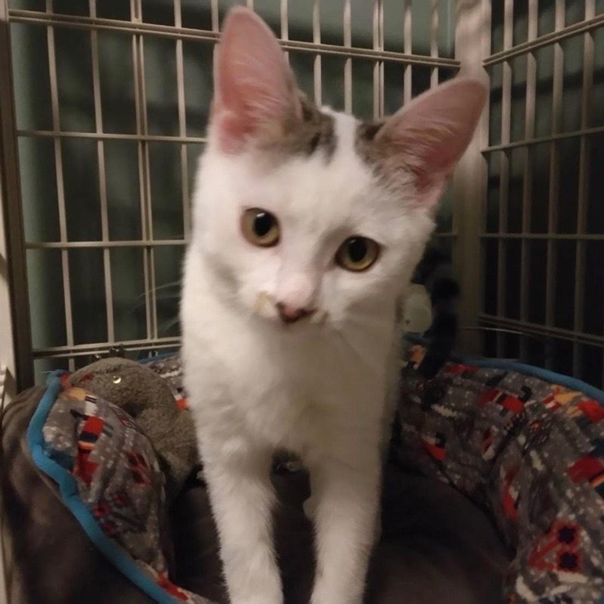 pet-image-2