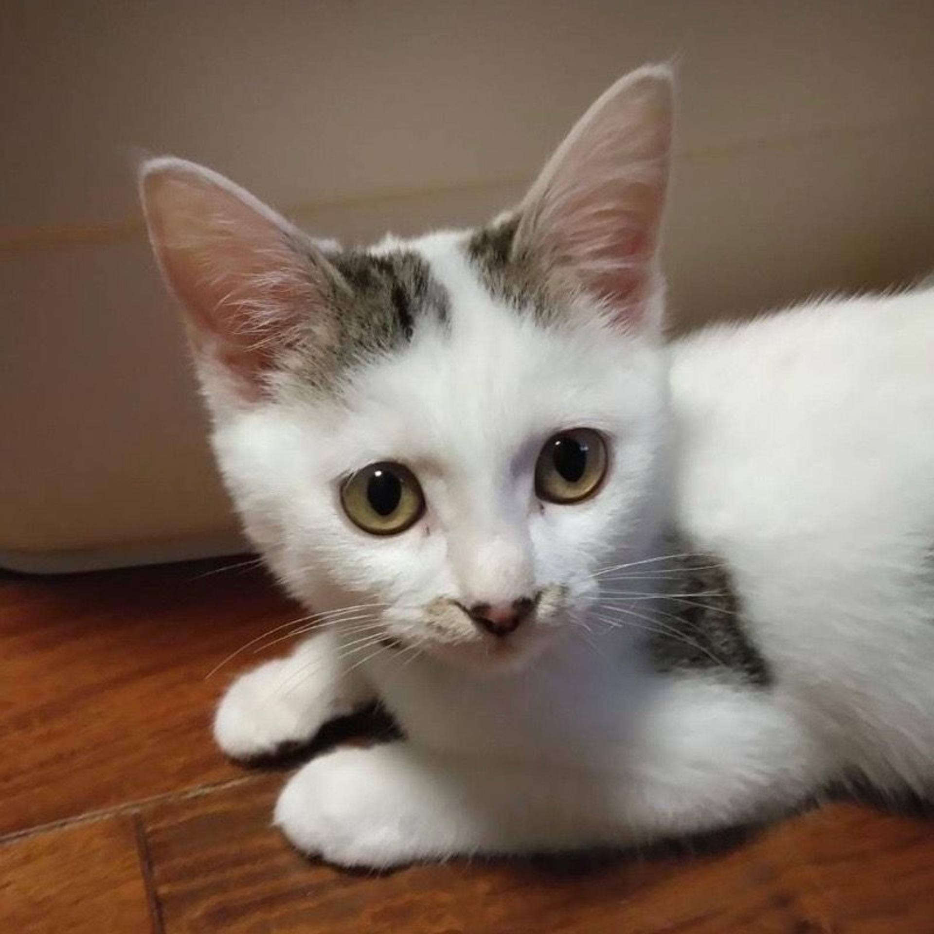 pet-image-3