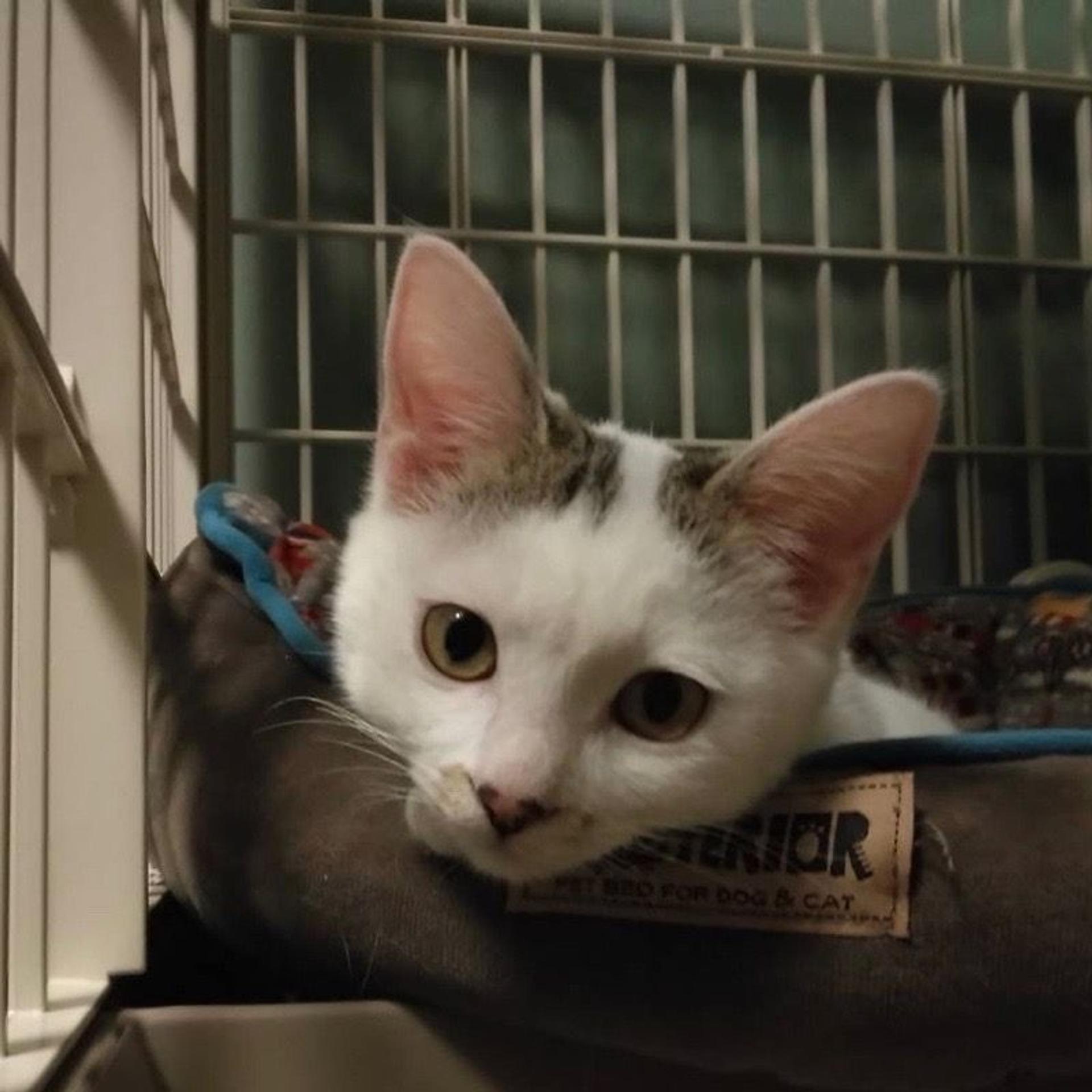 pet-image-5