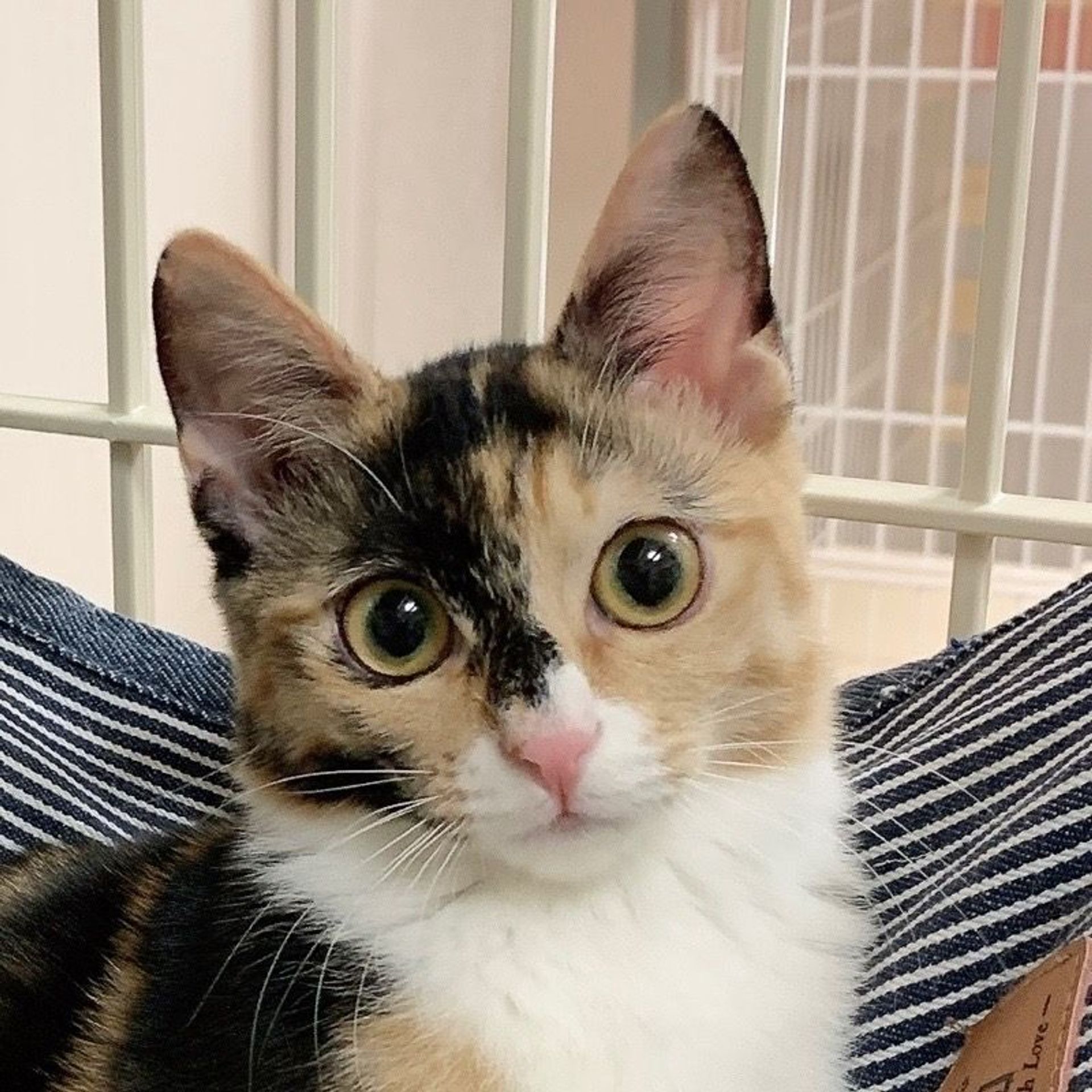 雑種（ミックス猫）・メスの里親募集の写真