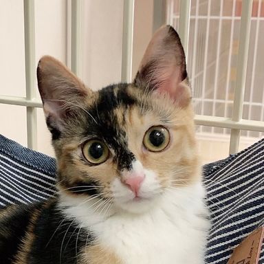 みつばちゃん★12/18(日)江戸川橋で会えますの写真
