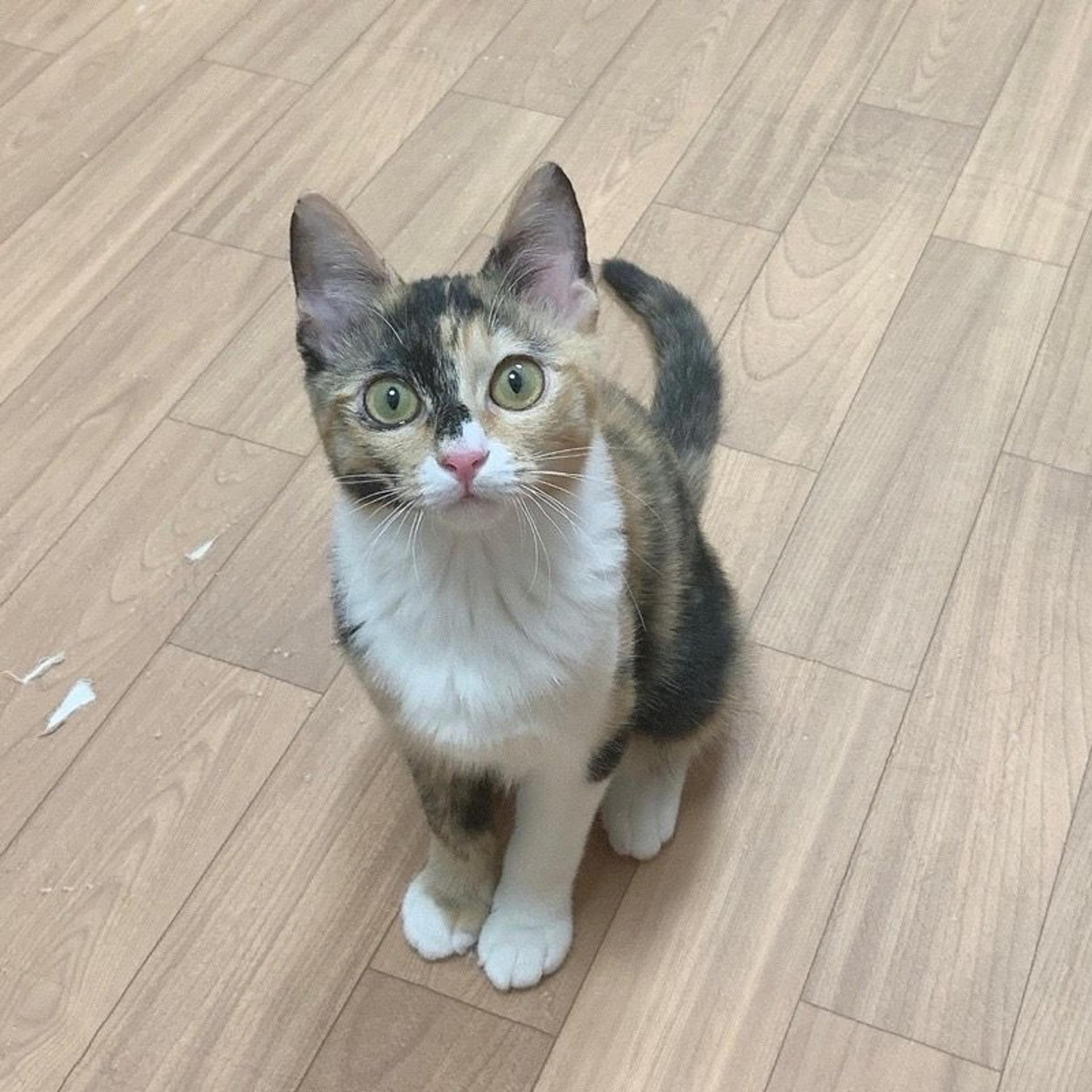 pet-image-6