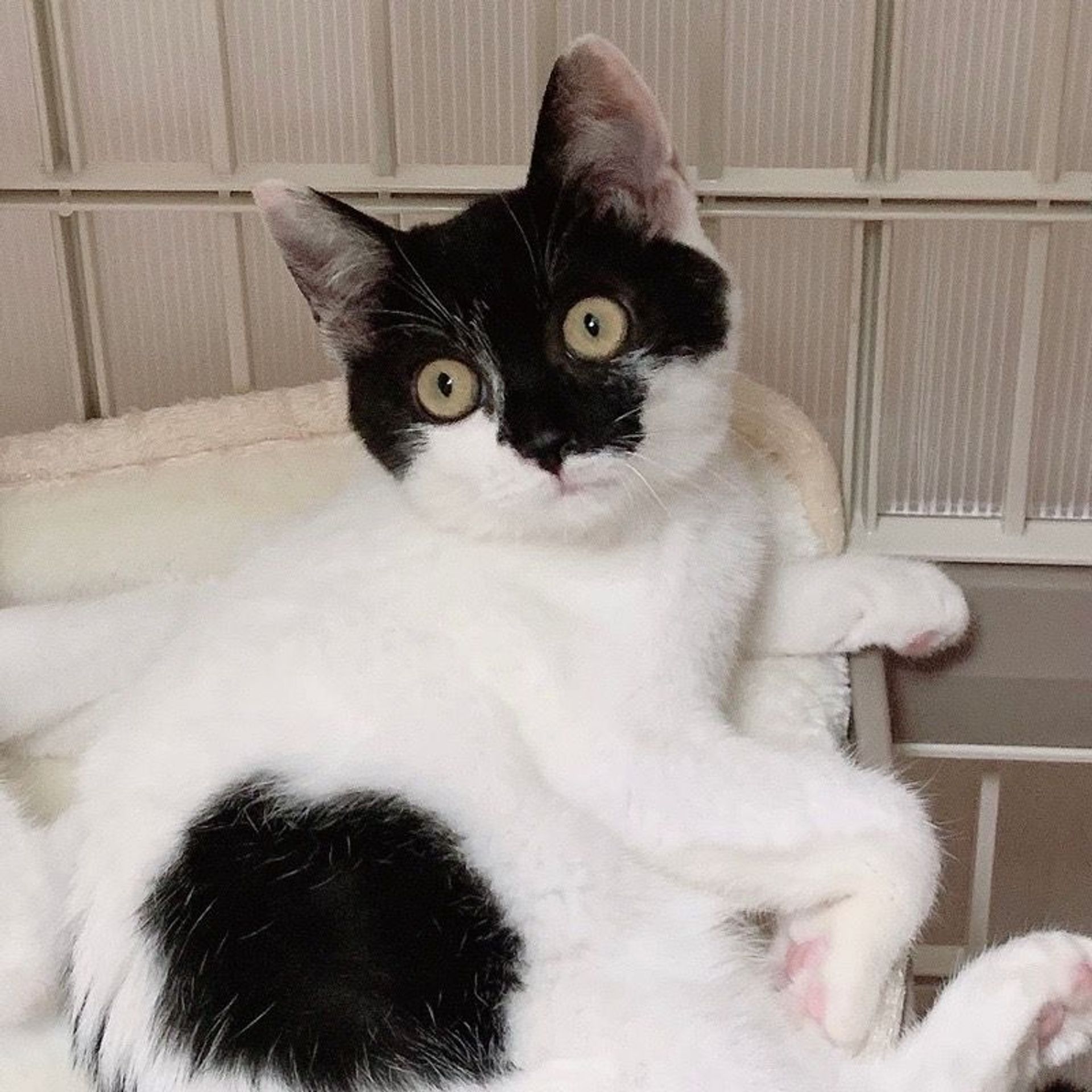 雑種（ミックス猫）・メスの里親募集の写真