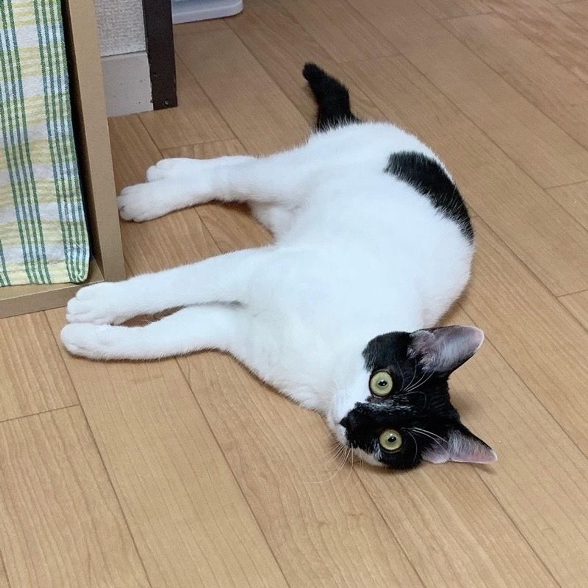 pet-image-4