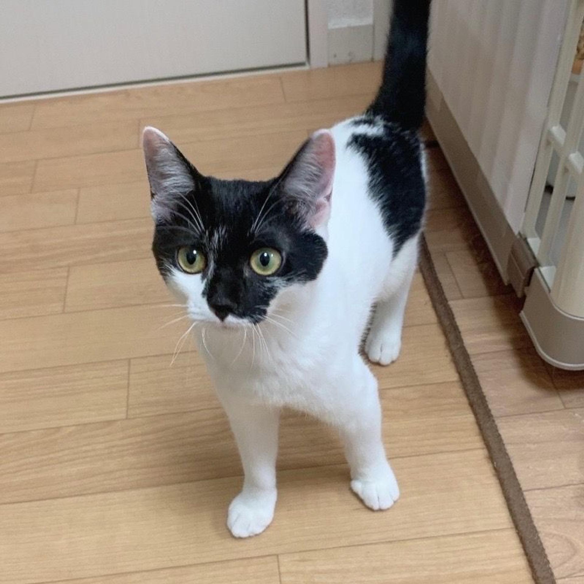 pet-image-5