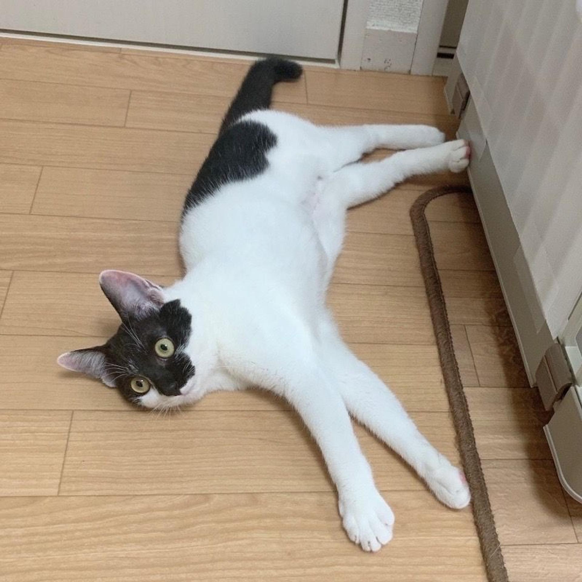 pet-image-7