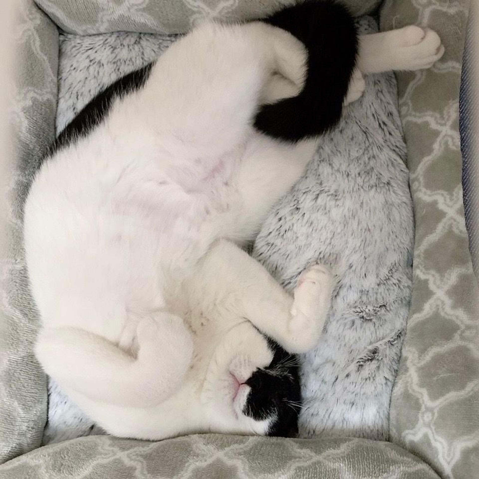 pet-image-8