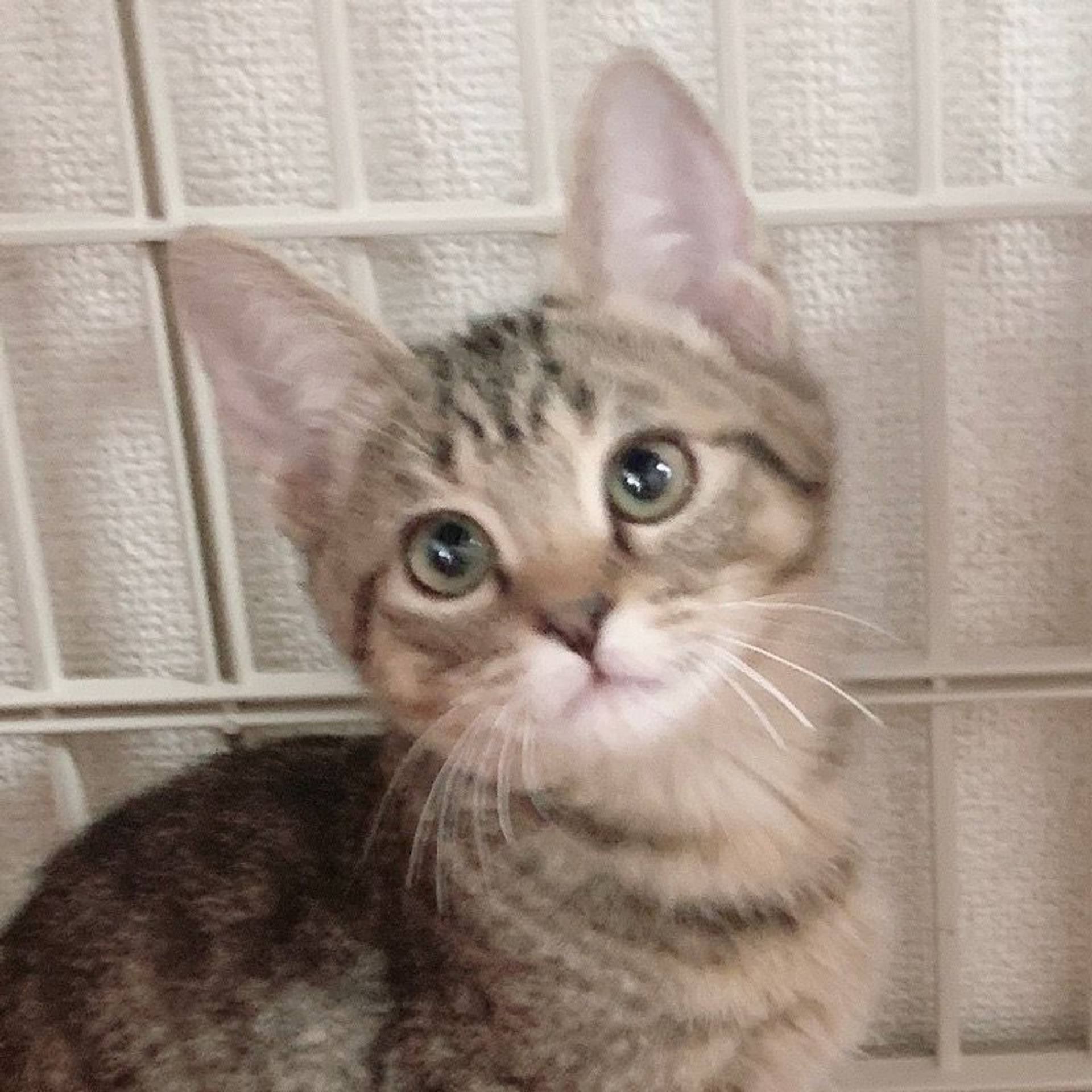 雑種（ミックス猫）・メスの里親募集の写真