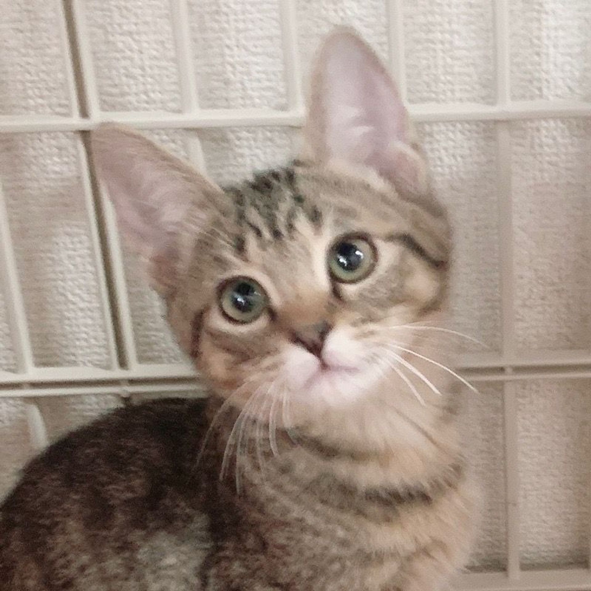 雑種（ミックス猫）・メスの里親募集の写真