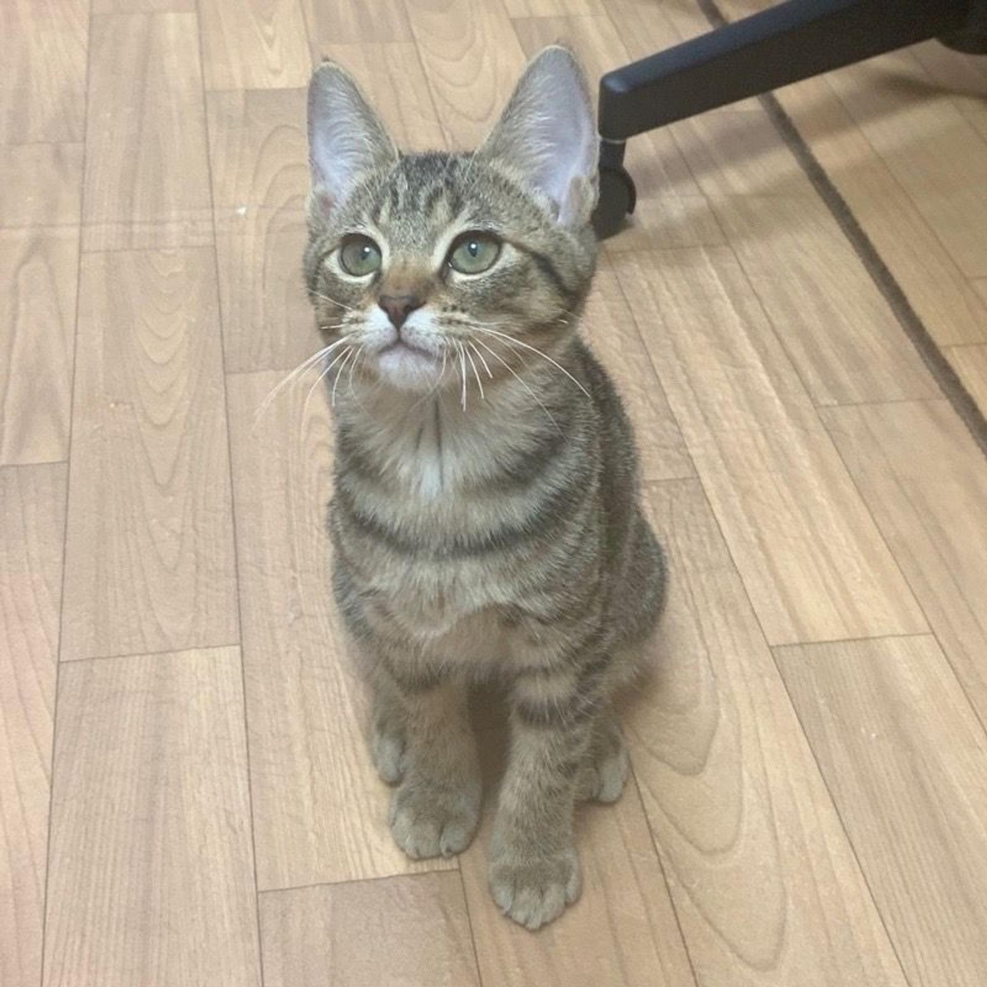 pet-image-3