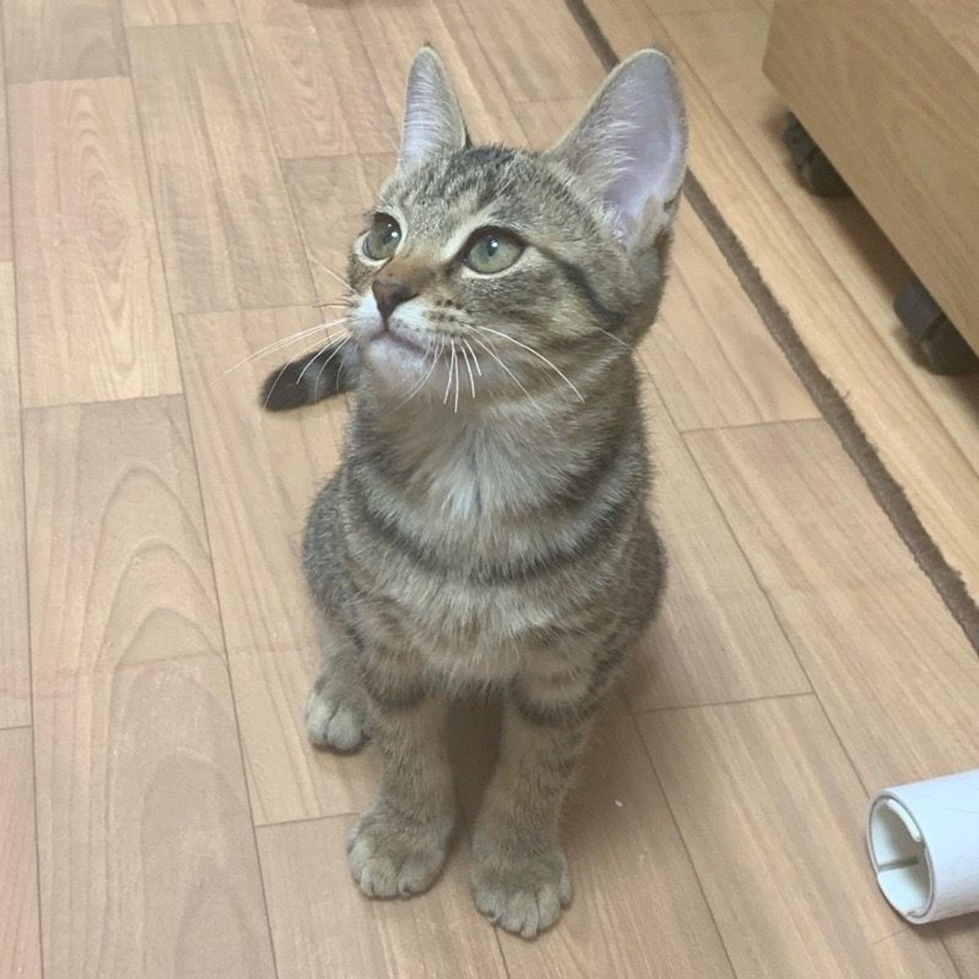 pet-image-5