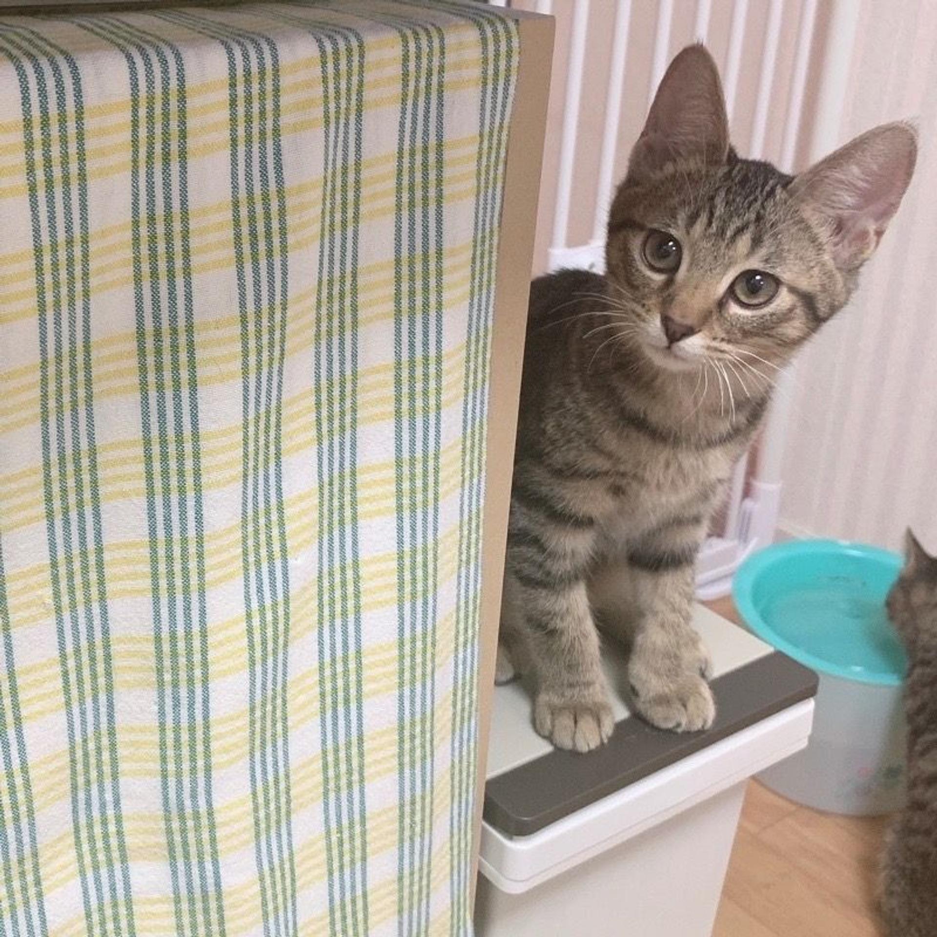 pet-image-7