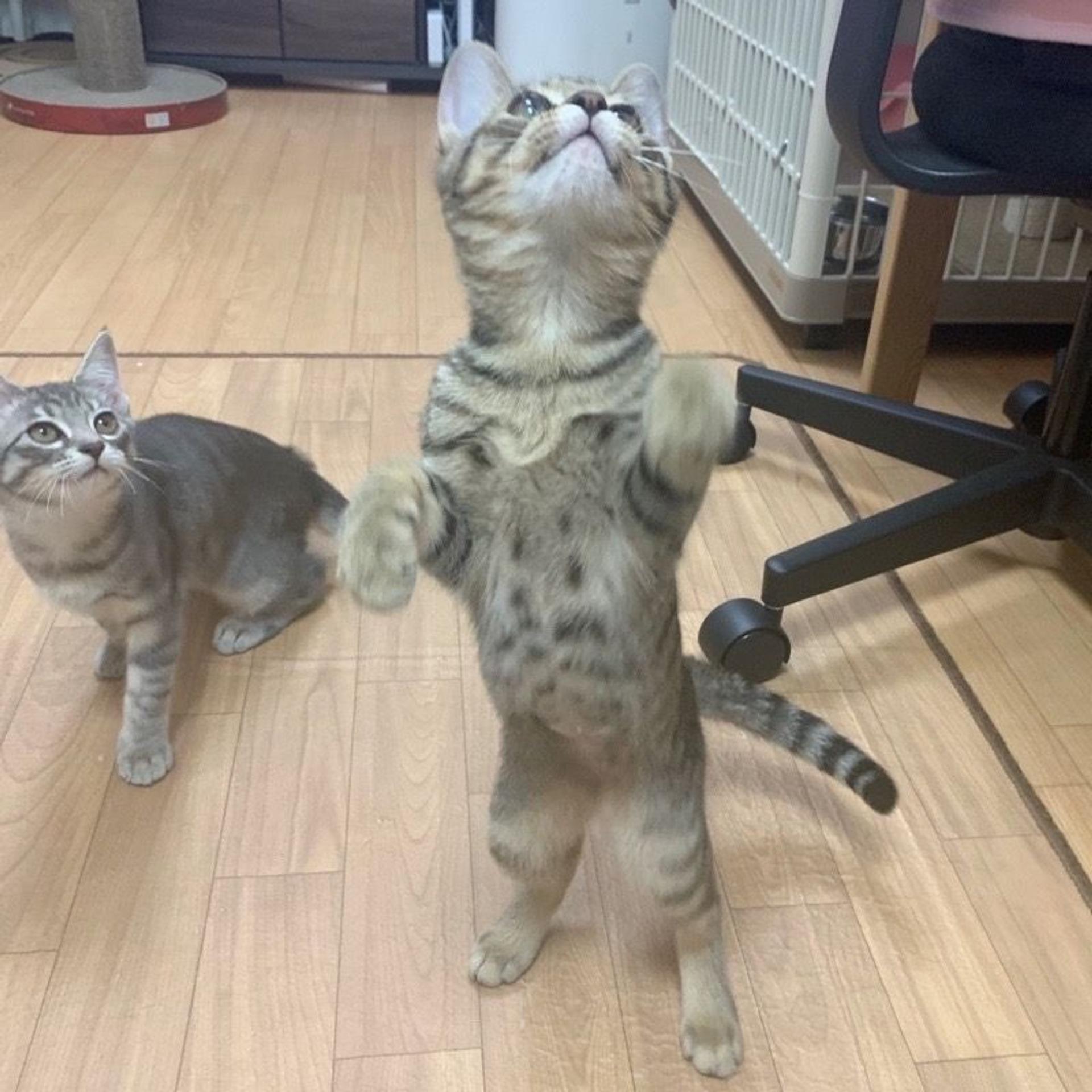 pet-image-8