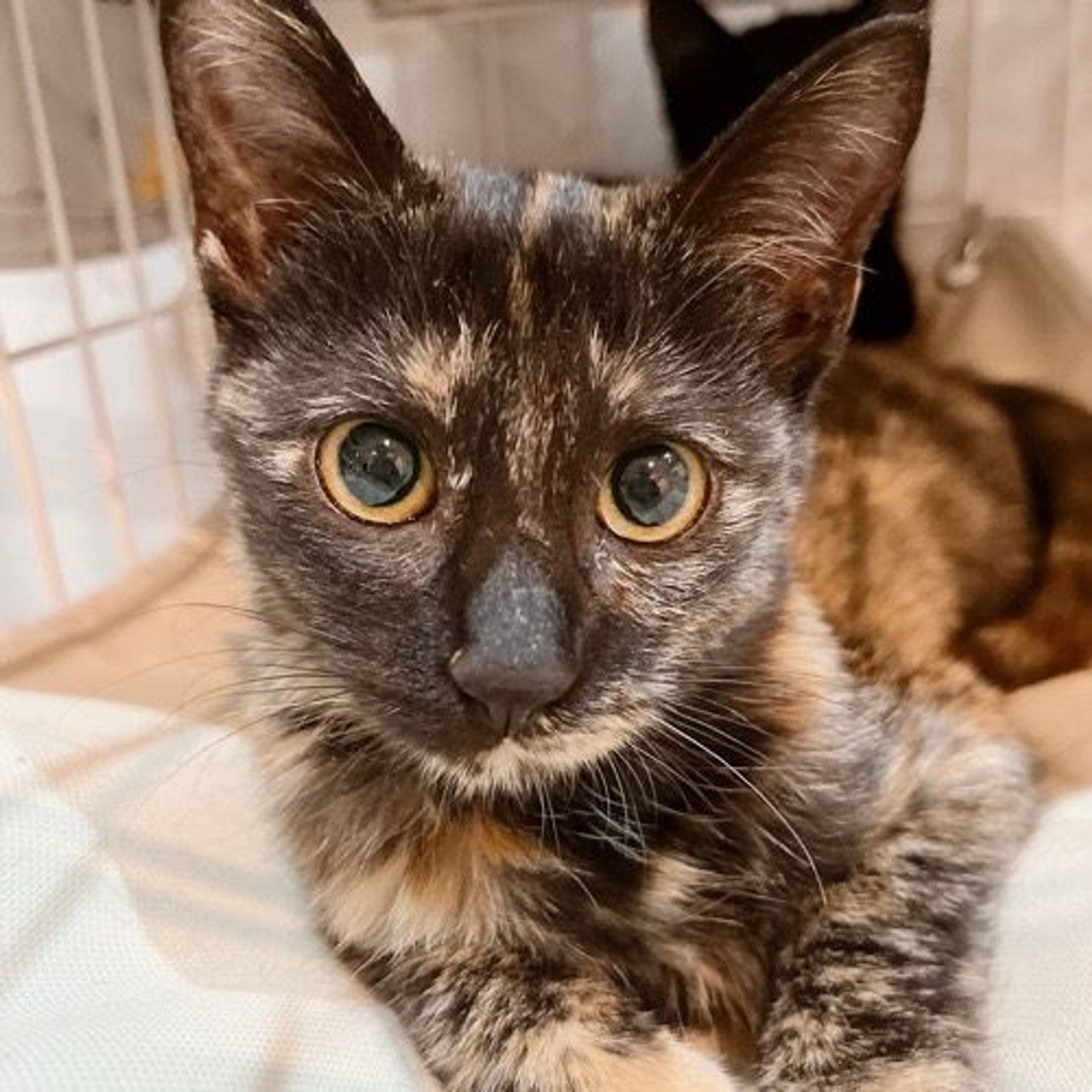 雑種（ミックス猫）・メスの里親募集の写真